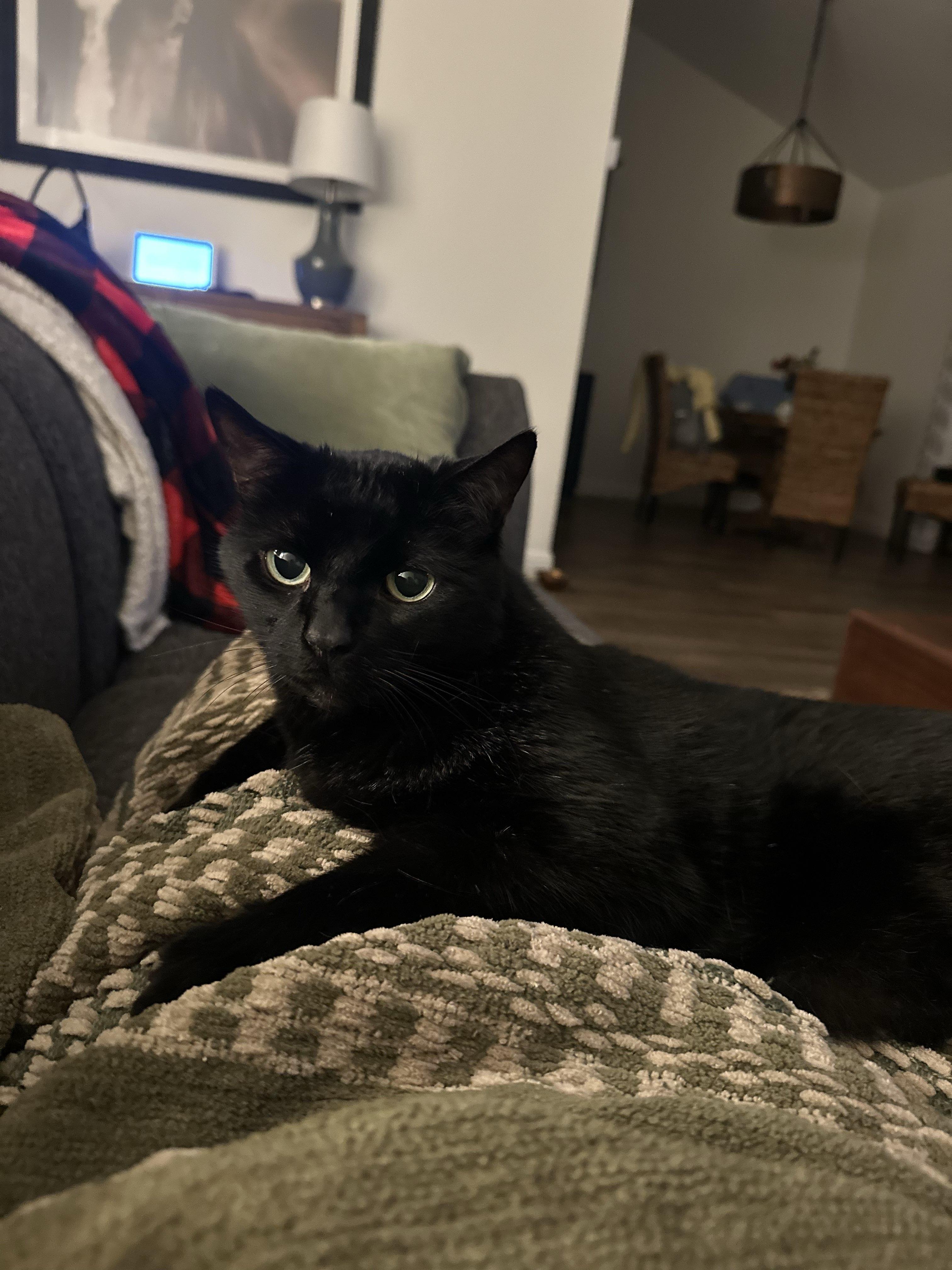 Enlarge Avila, a ADOPTABLE Domestic Short Hair in San Luis Obispo, CA image 4/4