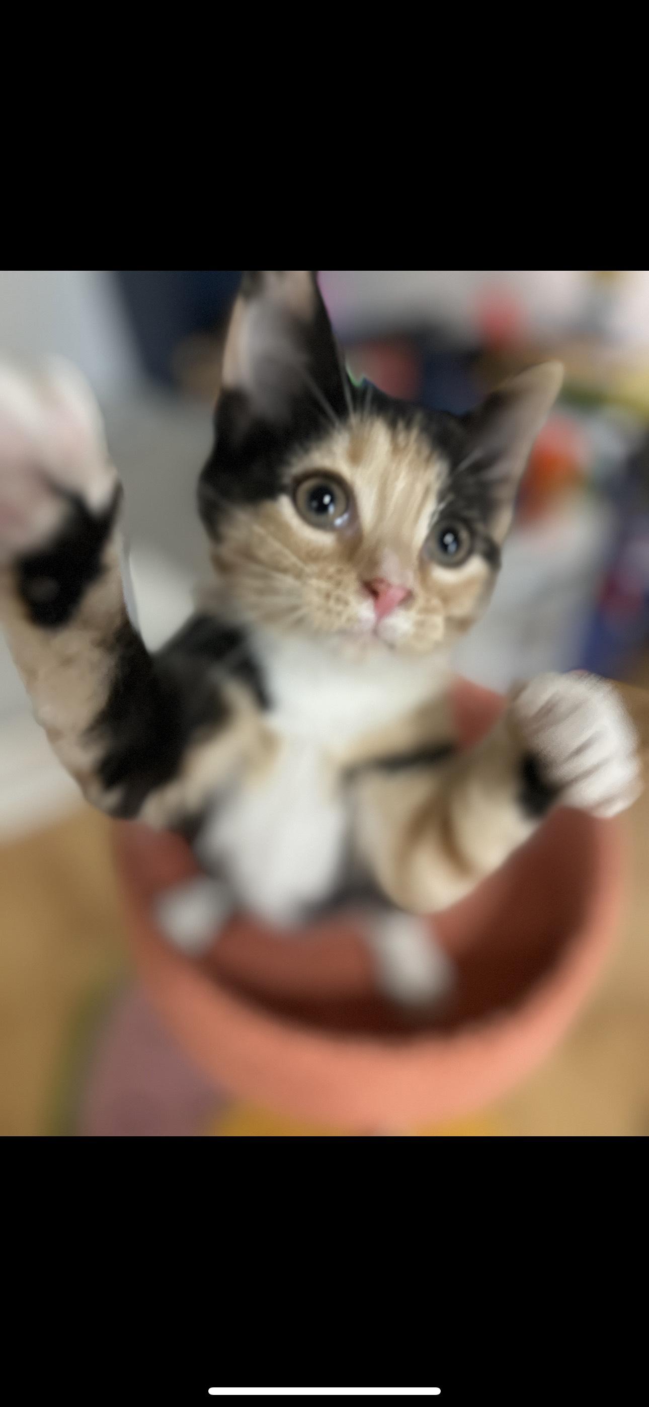 Kali, Adoptable, Kitten Female Domestic Short Hair & Calico.