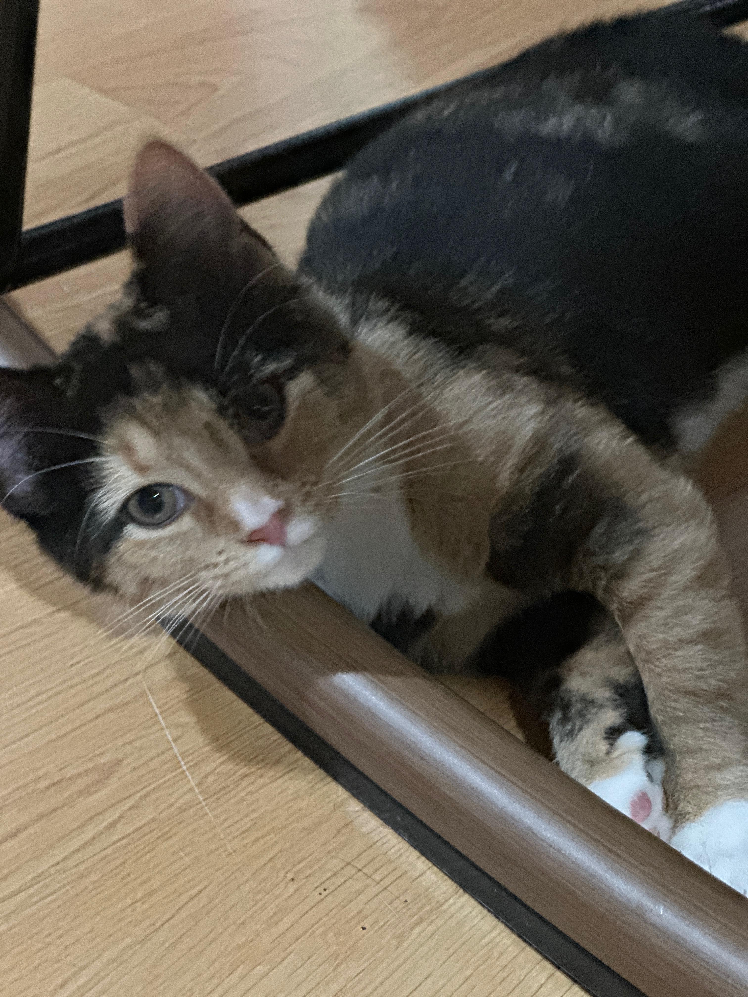 Kali, a Adoptable mixed breed in Rochester Hills, MI image 3/4