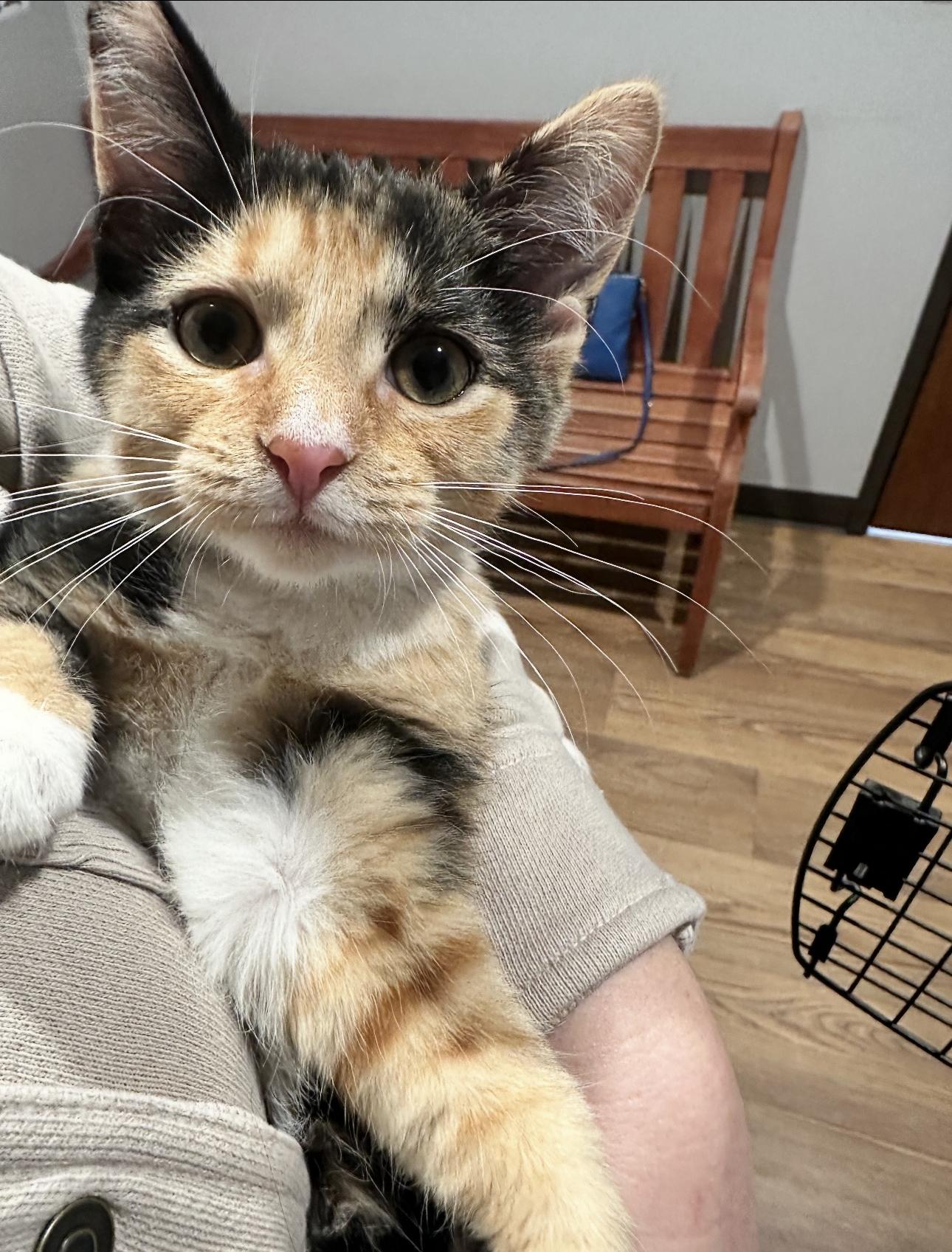 Kali, a Adoptable mixed breed in Rochester Hills, MI image 1/4