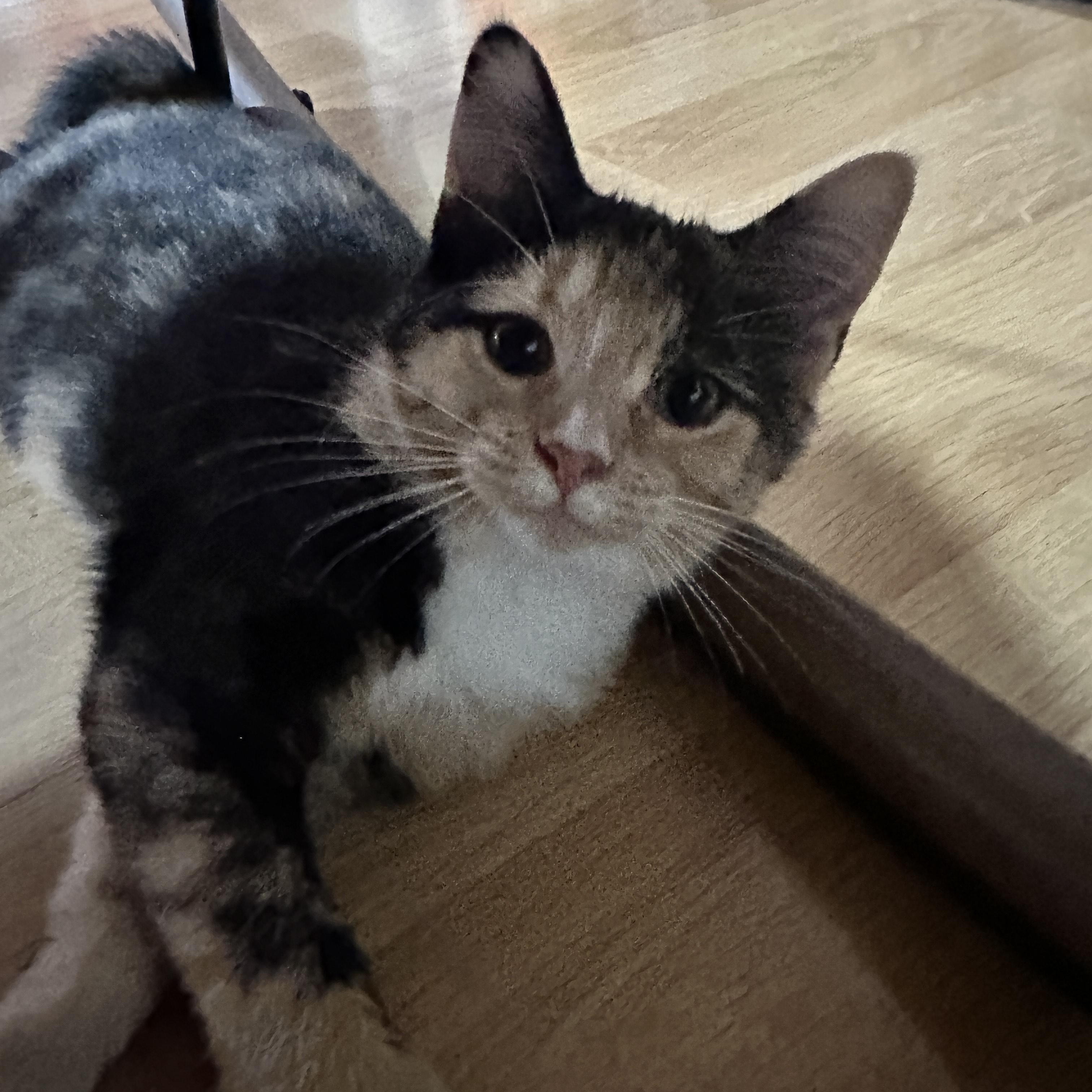 Kali, Adoptable, Kitten Female Domestic Short Hair & Calico.