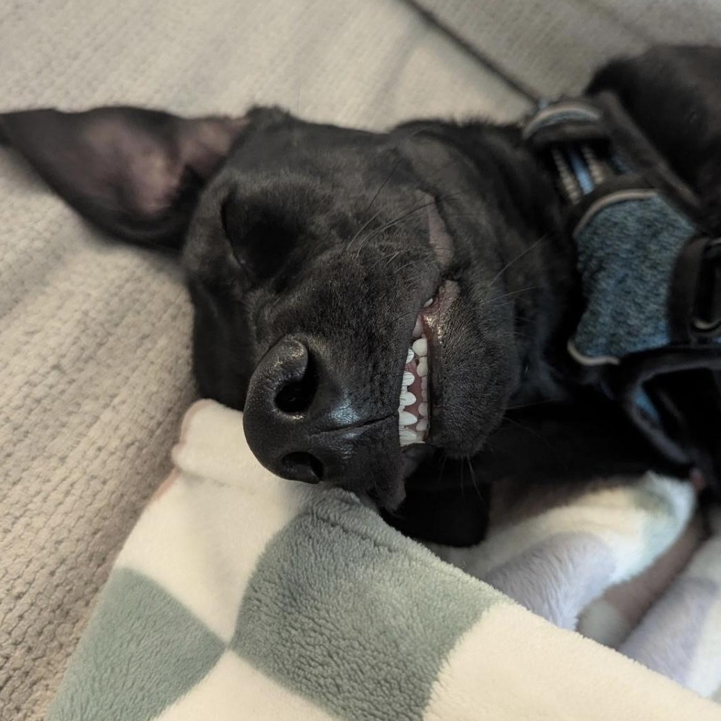 Simon, adoptable, Puppy Male Black Labrador Retriever.