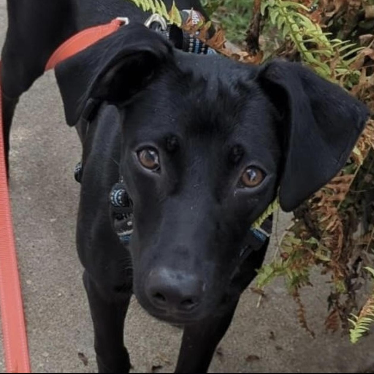 Enlarge Simon, an adoptable mixed breed in massapequa, NY image 2/6