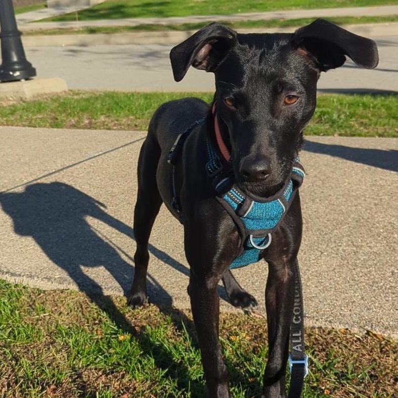 Enlarge Simon, an adoptable mixed breed in massapequa, NY image 3/6