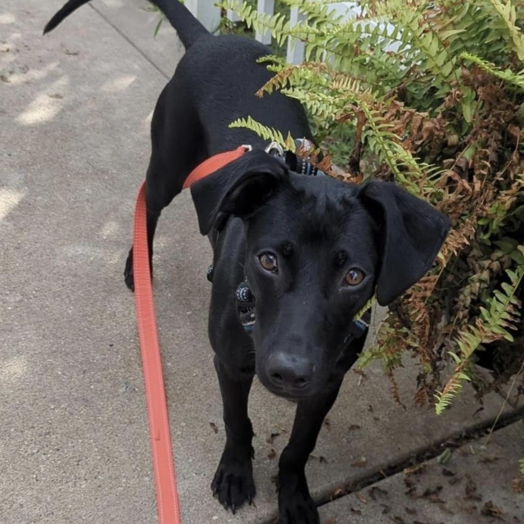 Enlarge Simon, an adoptable mixed breed in massapequa, NY image 4/6