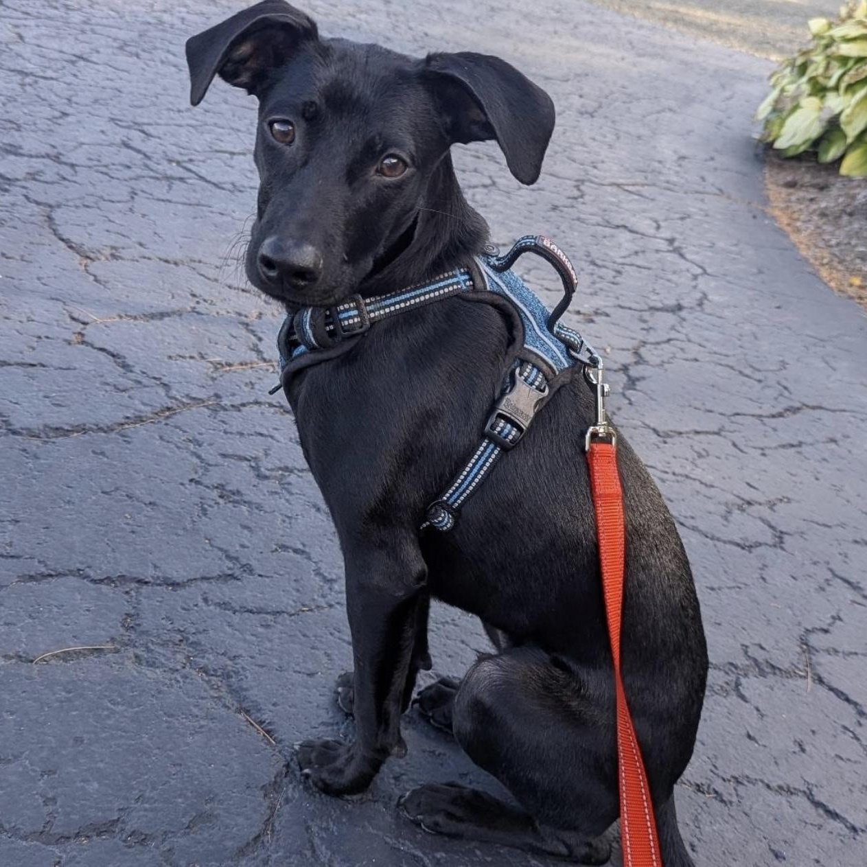 Enlarge Simon, an adoptable mixed breed in massapequa, NY image 5/6