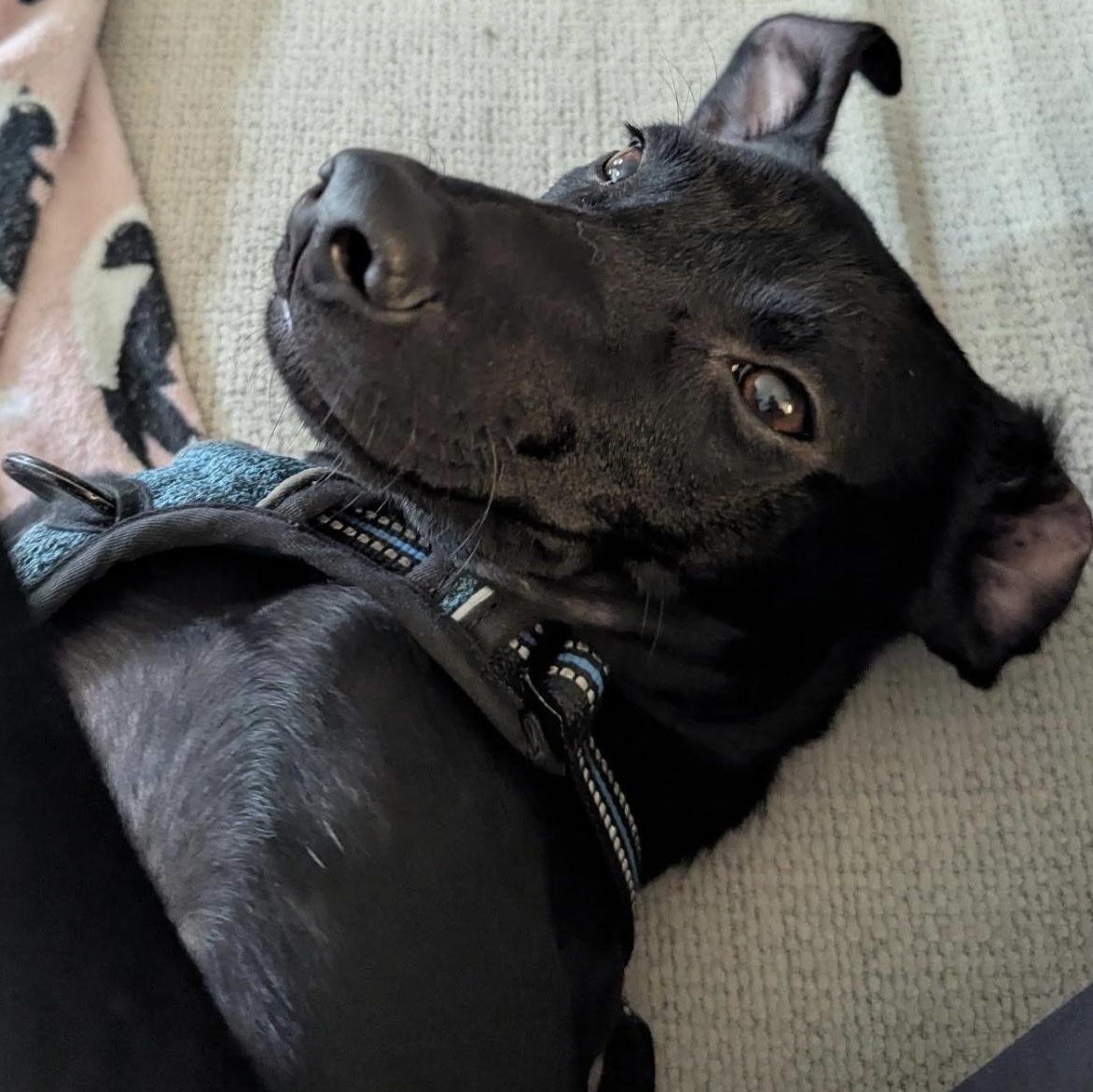 Enlarge Simon, an adoptable mixed breed in massapequa, NY image 6/6