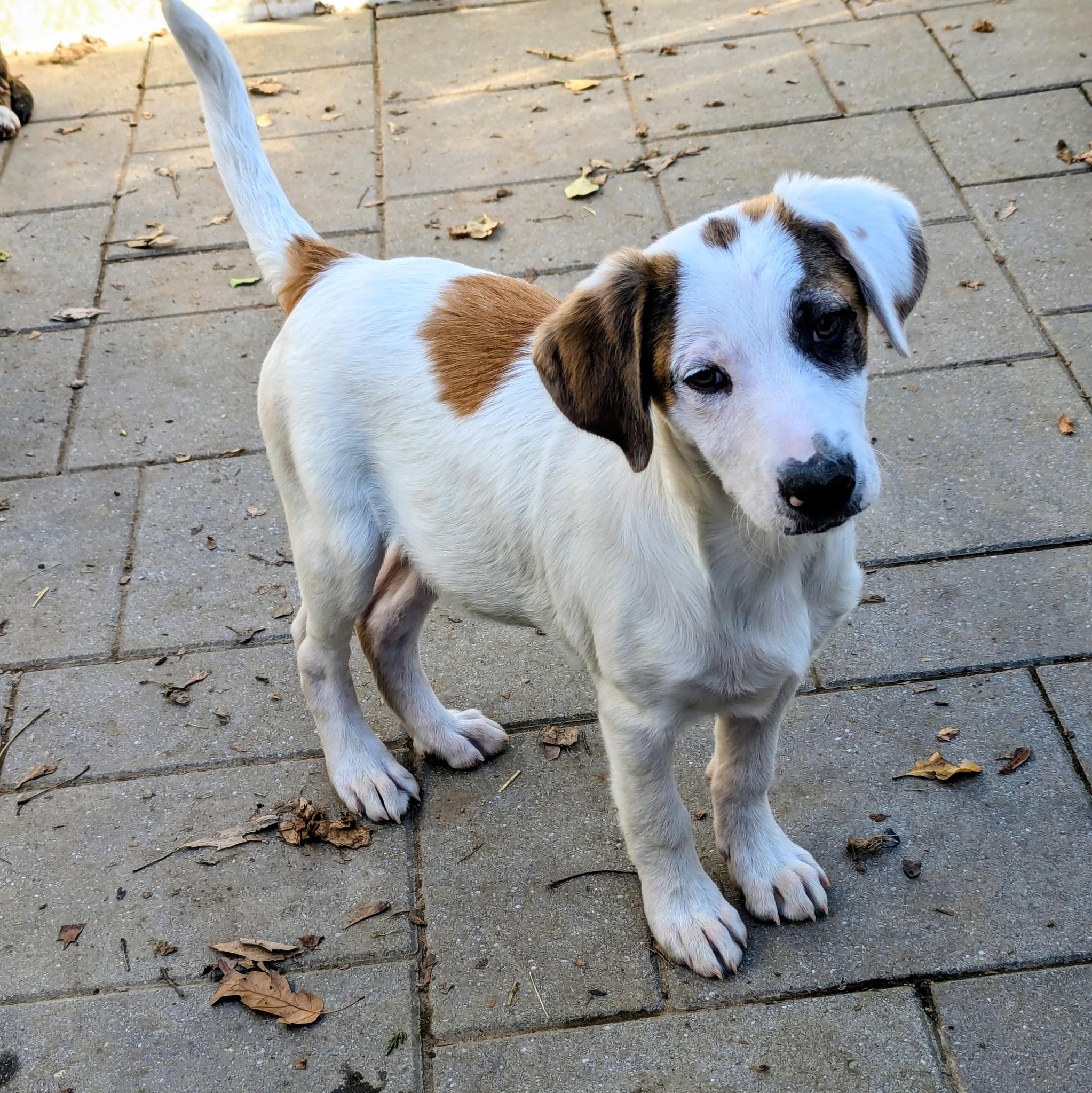 Enlarge Cody, a Adoptable mixed breed in Paramus, NJ image 6/6