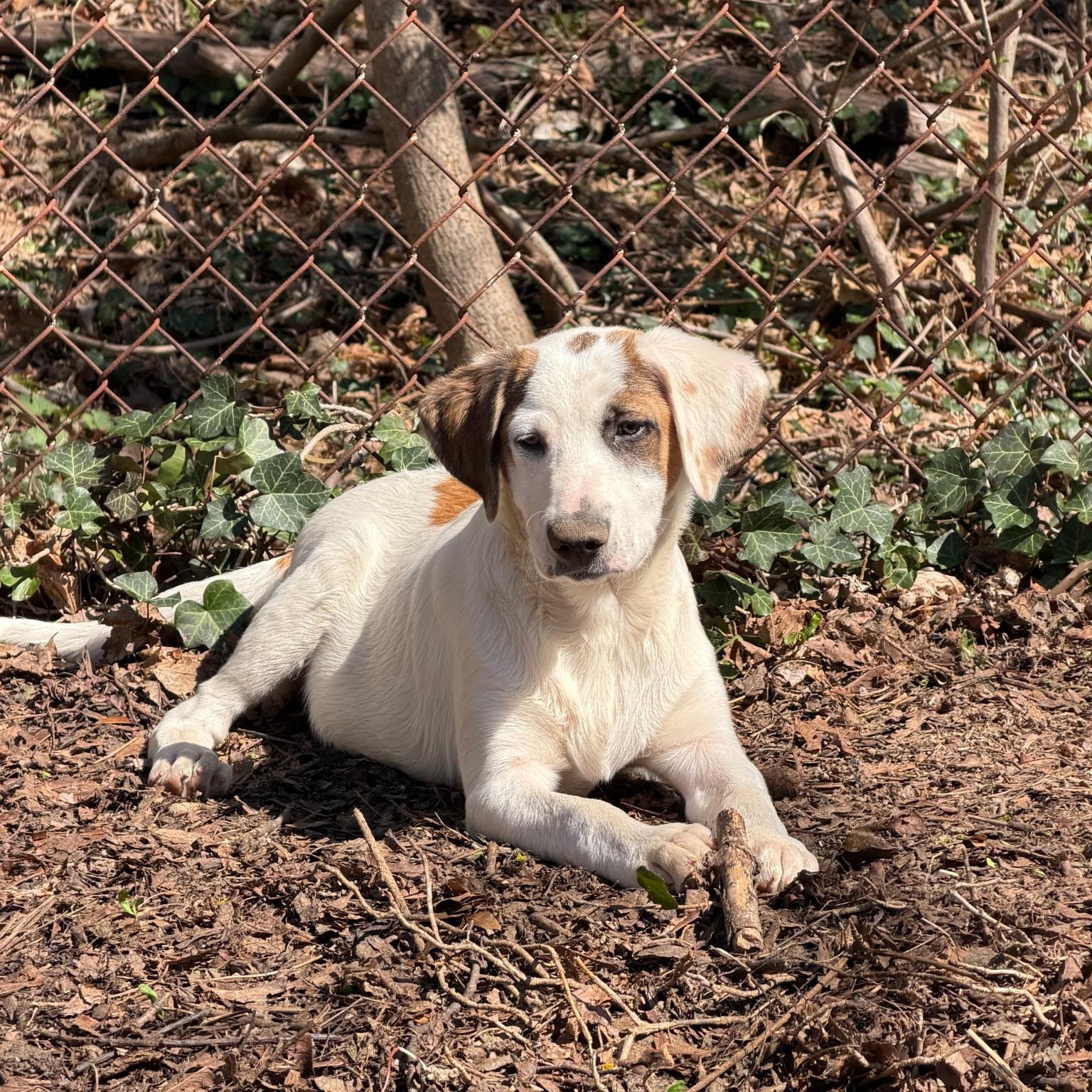 Enlarge Cody, a Adoptable mixed breed in Paramus, NJ image 2/6