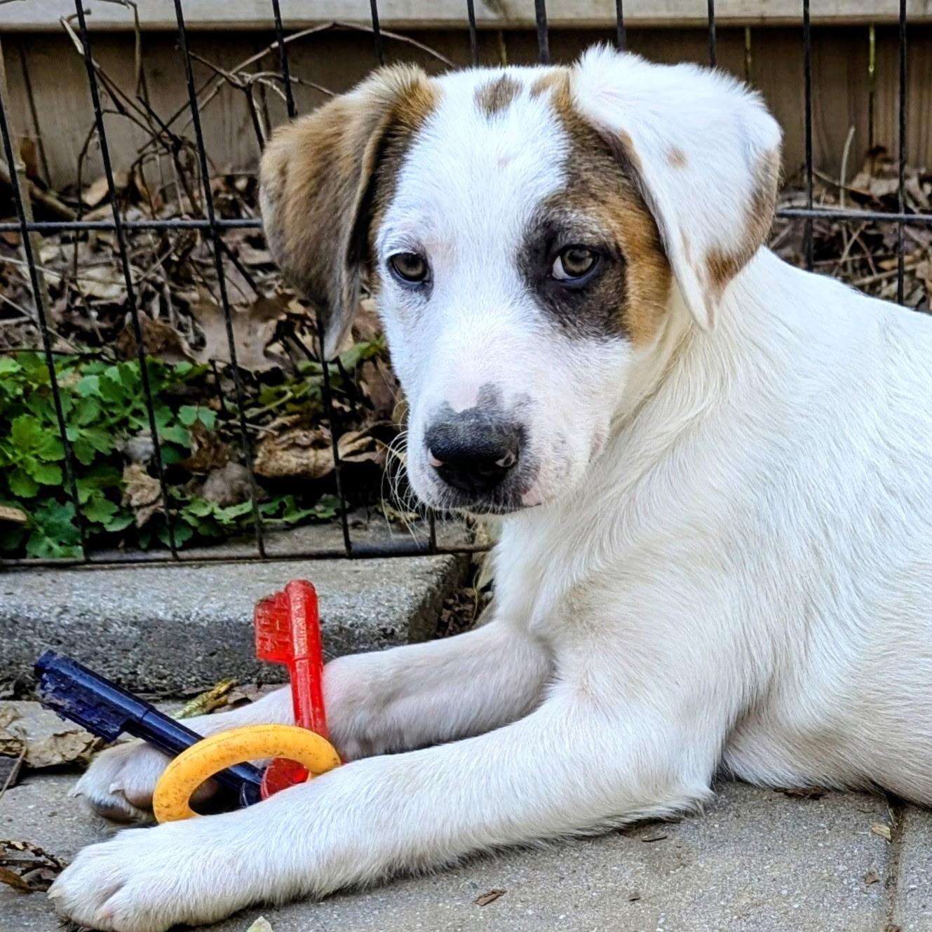 Enlarge Cody, a Adoptable mixed breed in Paramus, NJ image 1/6
