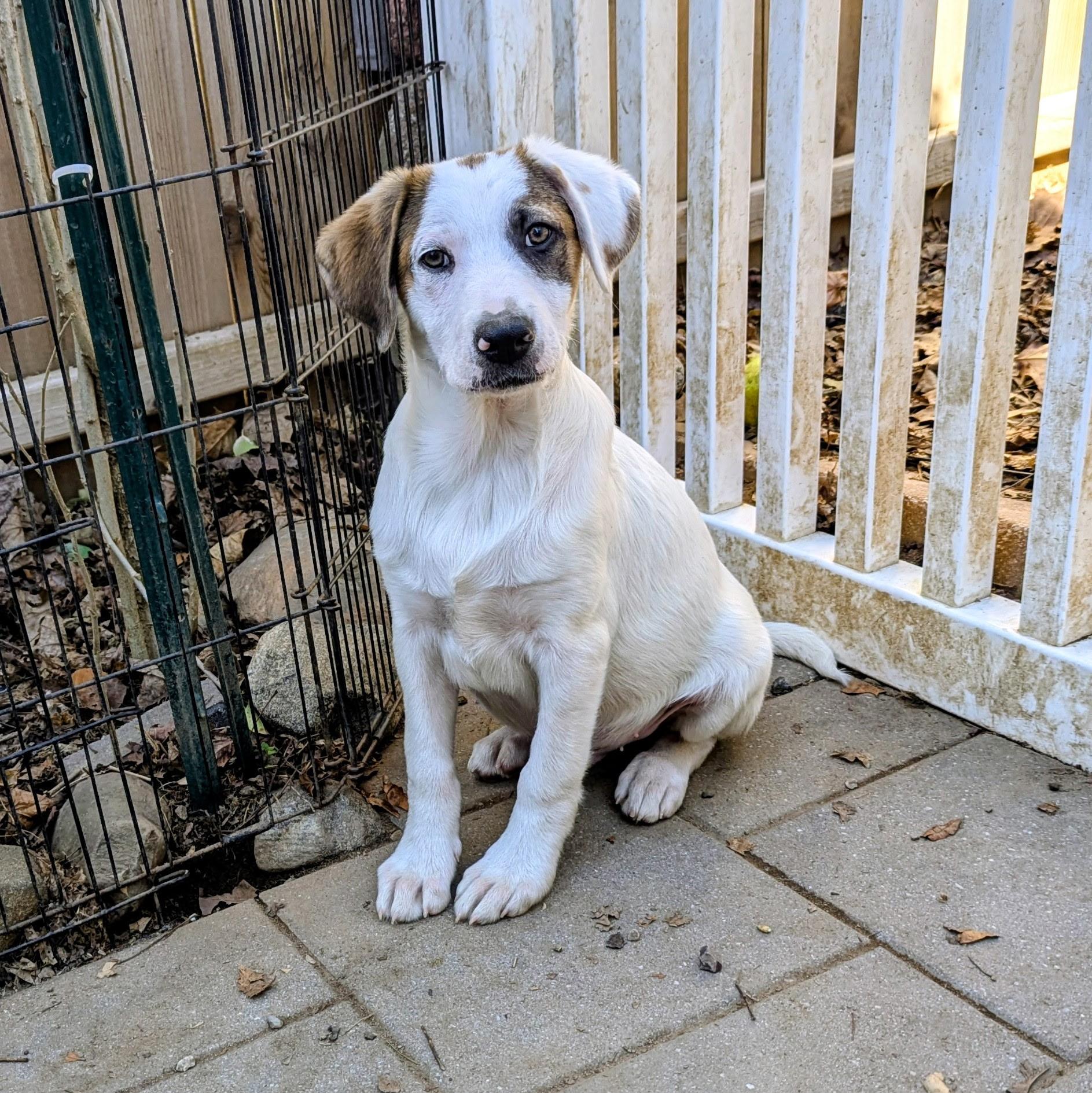 Enlarge Cody, a Adoptable mixed breed in Paramus, NJ image 4/6