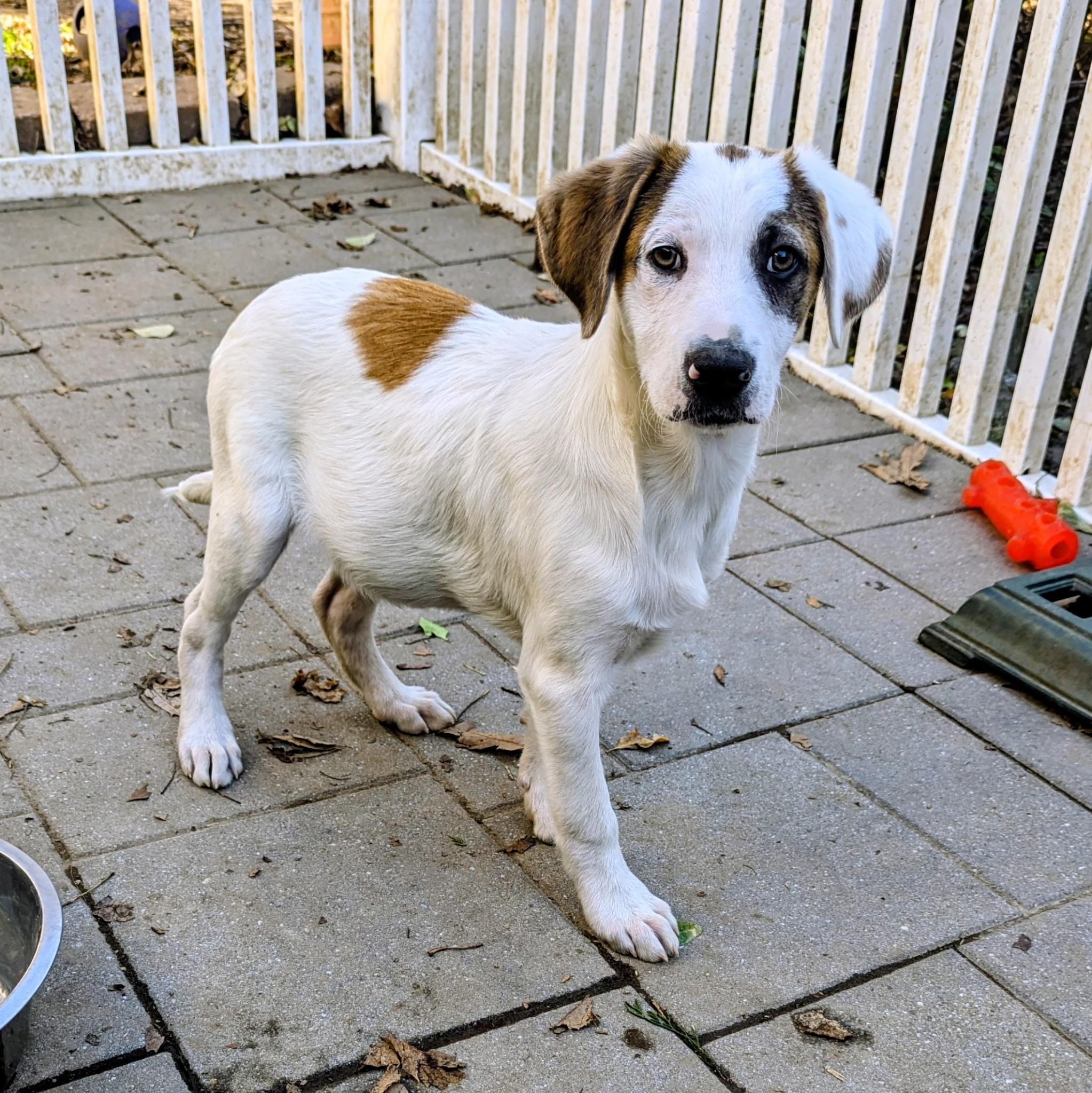 Enlarge Cody, a Adoptable mixed breed in Paramus, NJ image 2/6