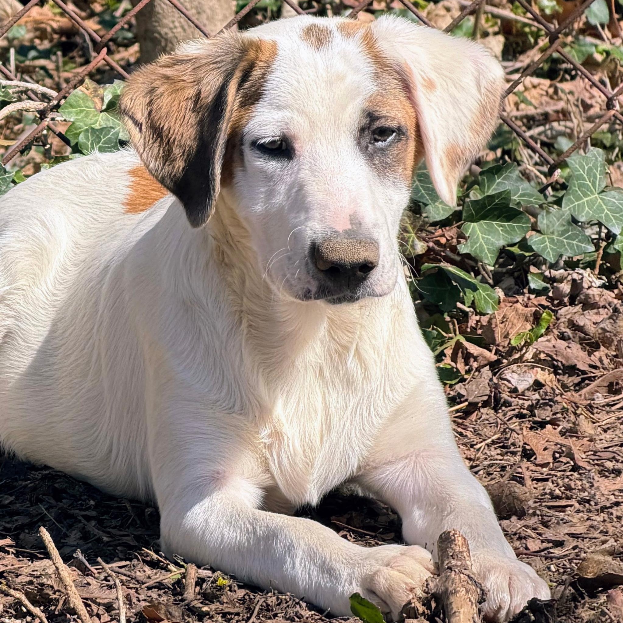 Enlarge Cody, a Adoptable mixed breed in Paramus, NJ image 1/6