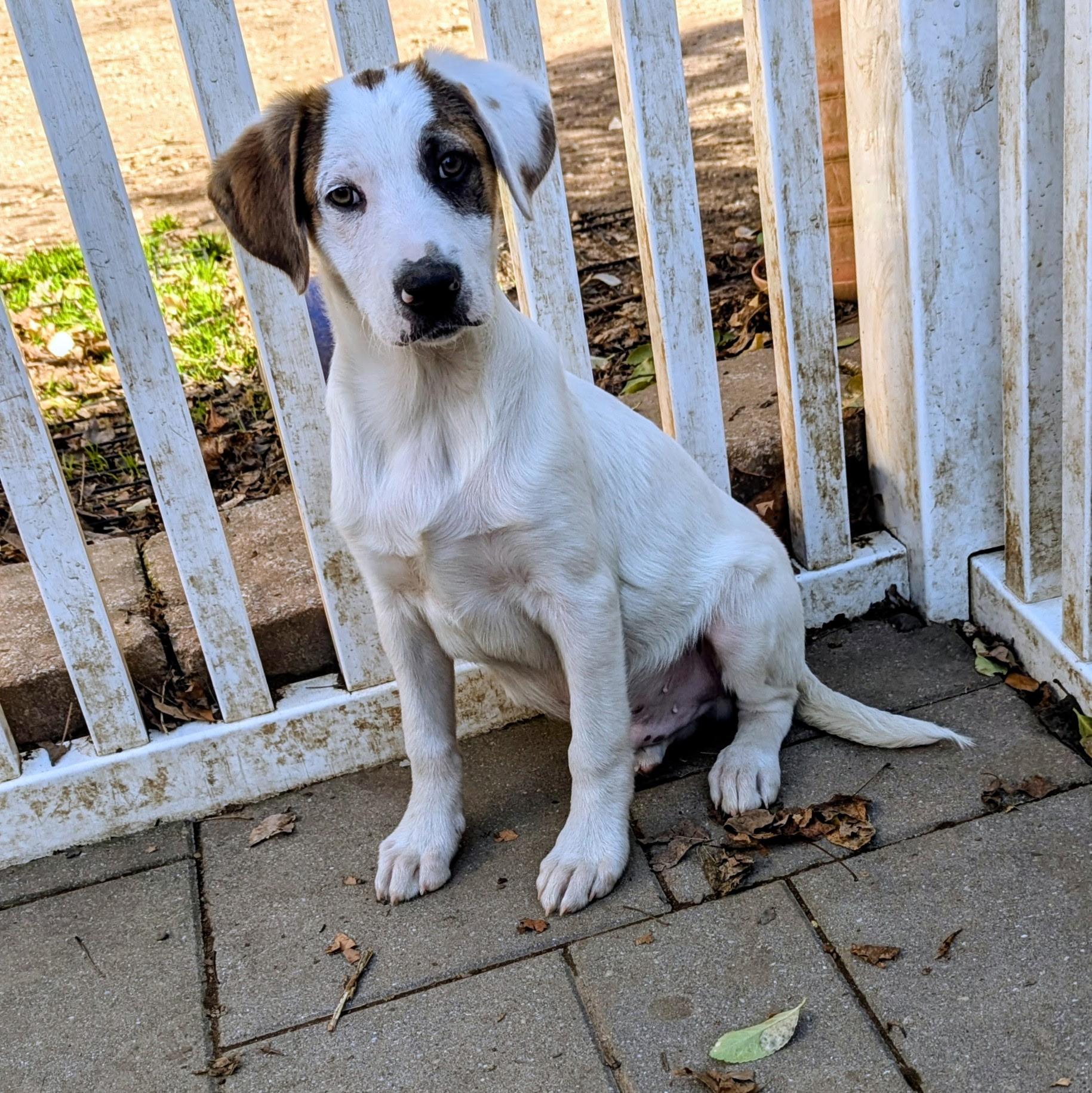 Enlarge Cody, a Adoptable mixed breed in Paramus, NJ image 3/6