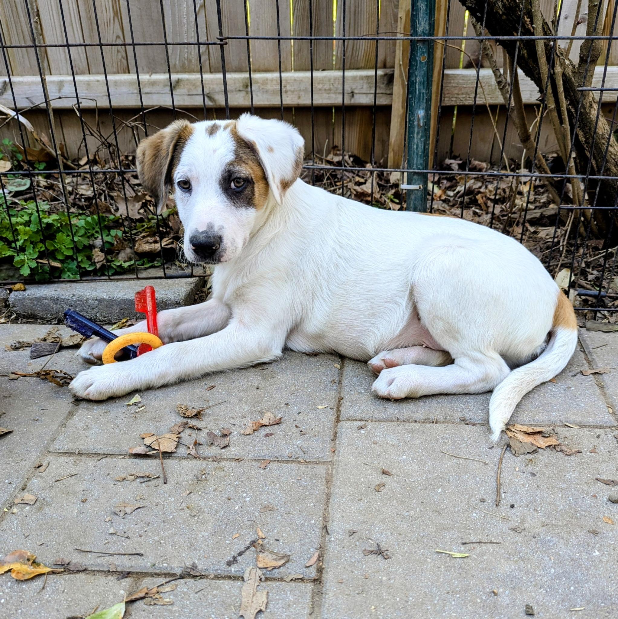 Enlarge Cody, a Adoptable mixed breed in Paramus, NJ image 5/6