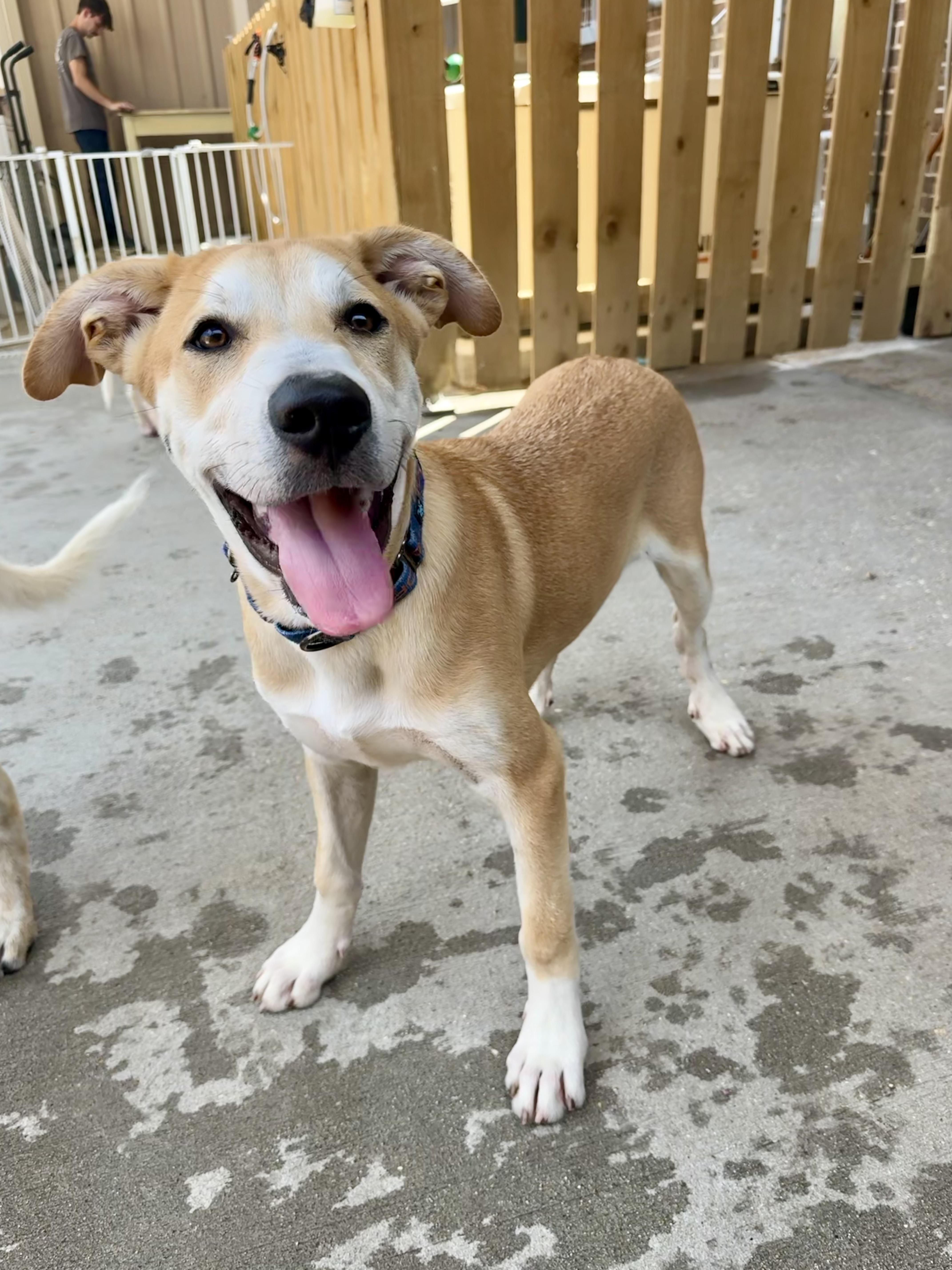 Enlarge Trip, a Adoptable mixed breed in Ponchatoula, LA image 1/5