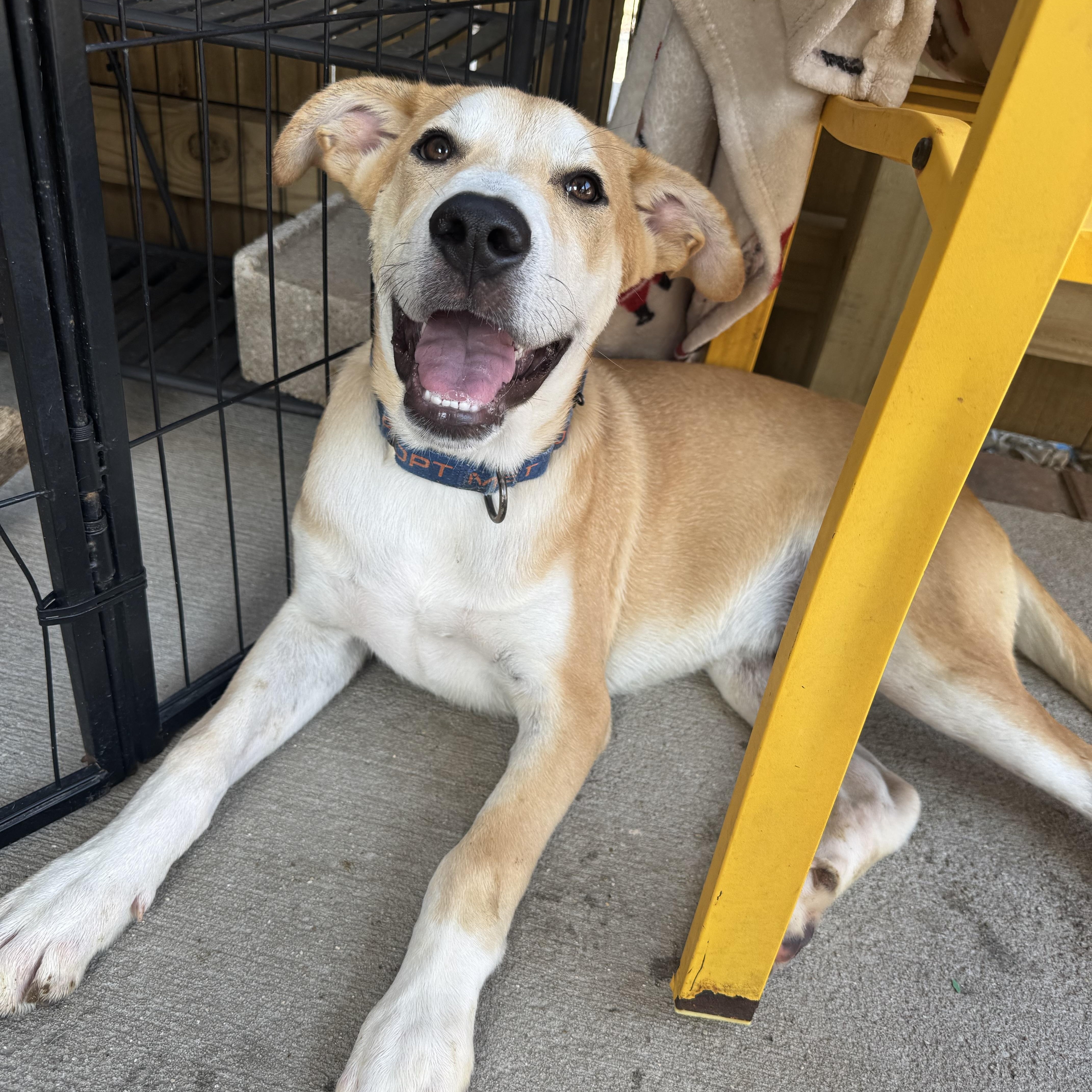 Trip, Adoptable, Young Male Labrador Retriever.