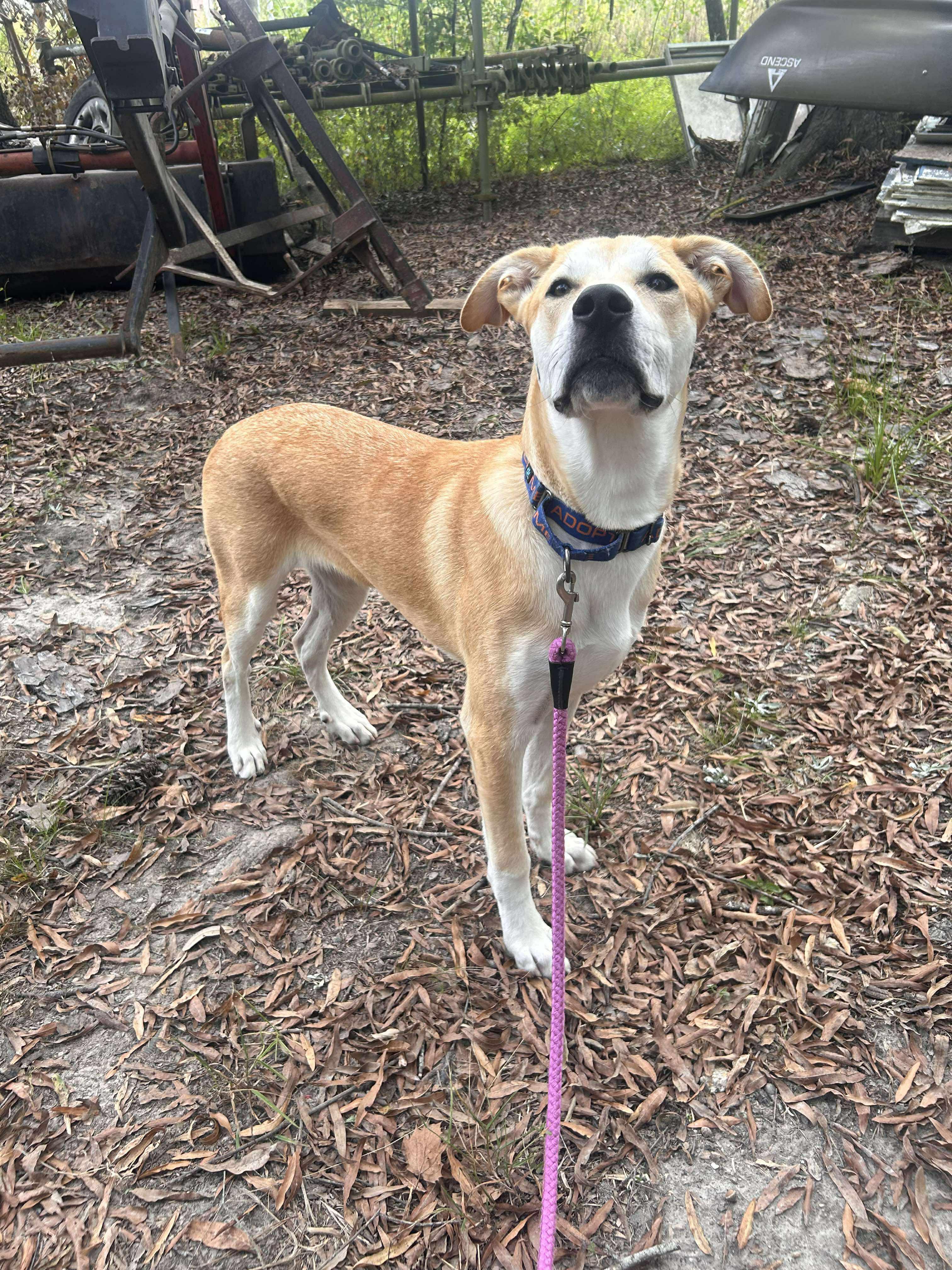 Enlarge Trip, a Adoptable mixed breed in Ponchatoula, LA image 2/5