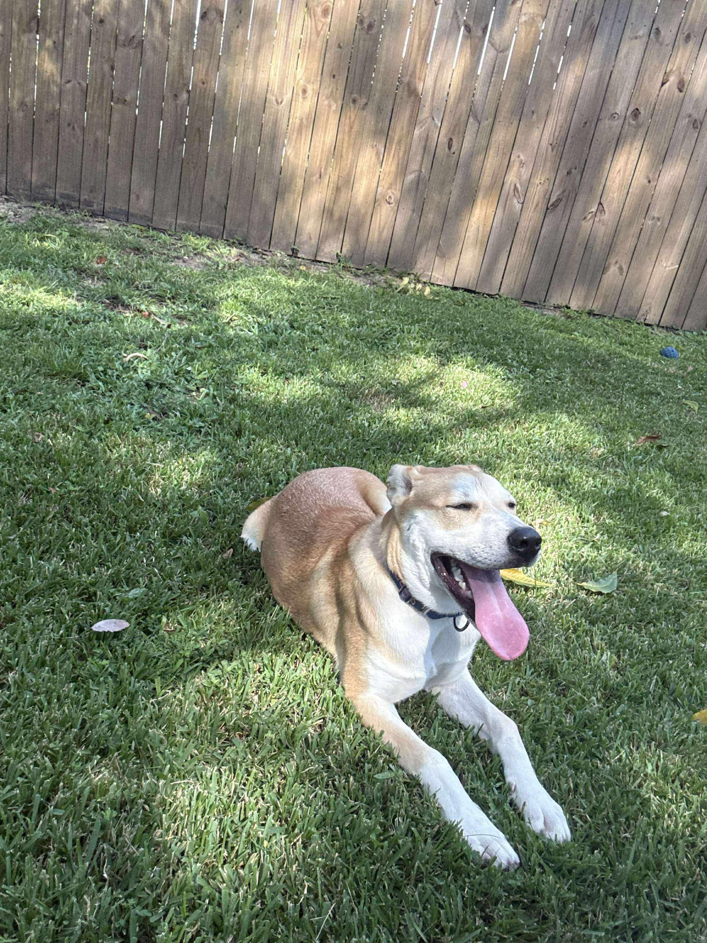 Enlarge Trip, a Adoptable mixed breed in Ponchatoula, LA image 3/5