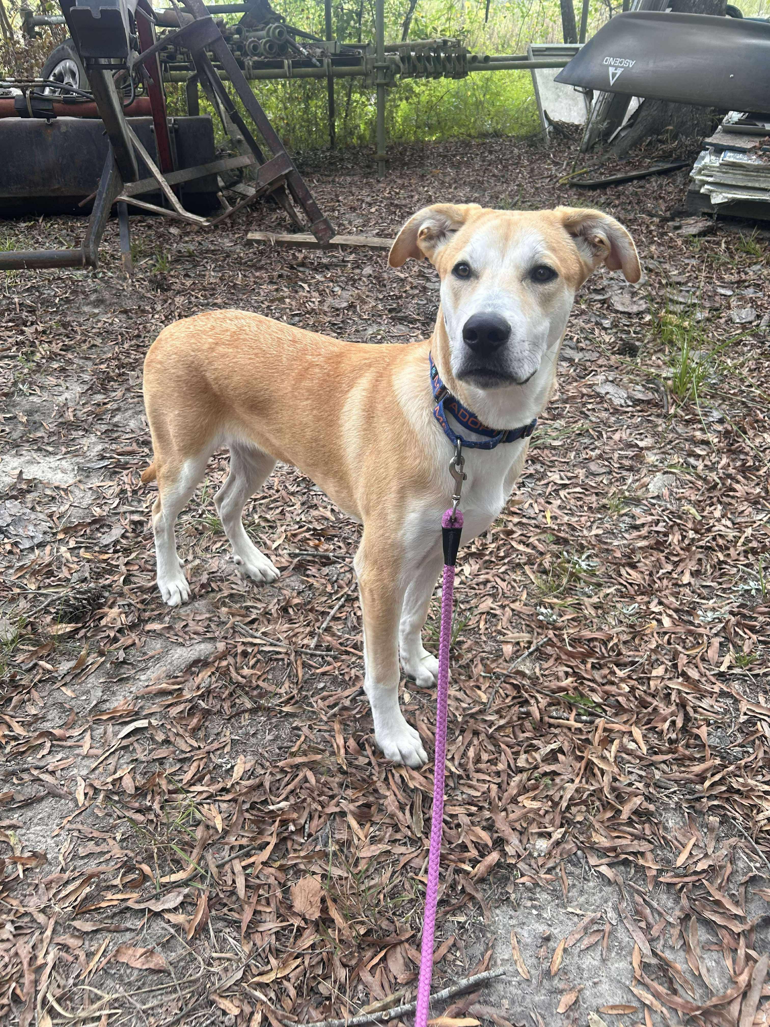 Enlarge Trip, a Adoptable mixed breed in Ponchatoula, LA image 4/5
