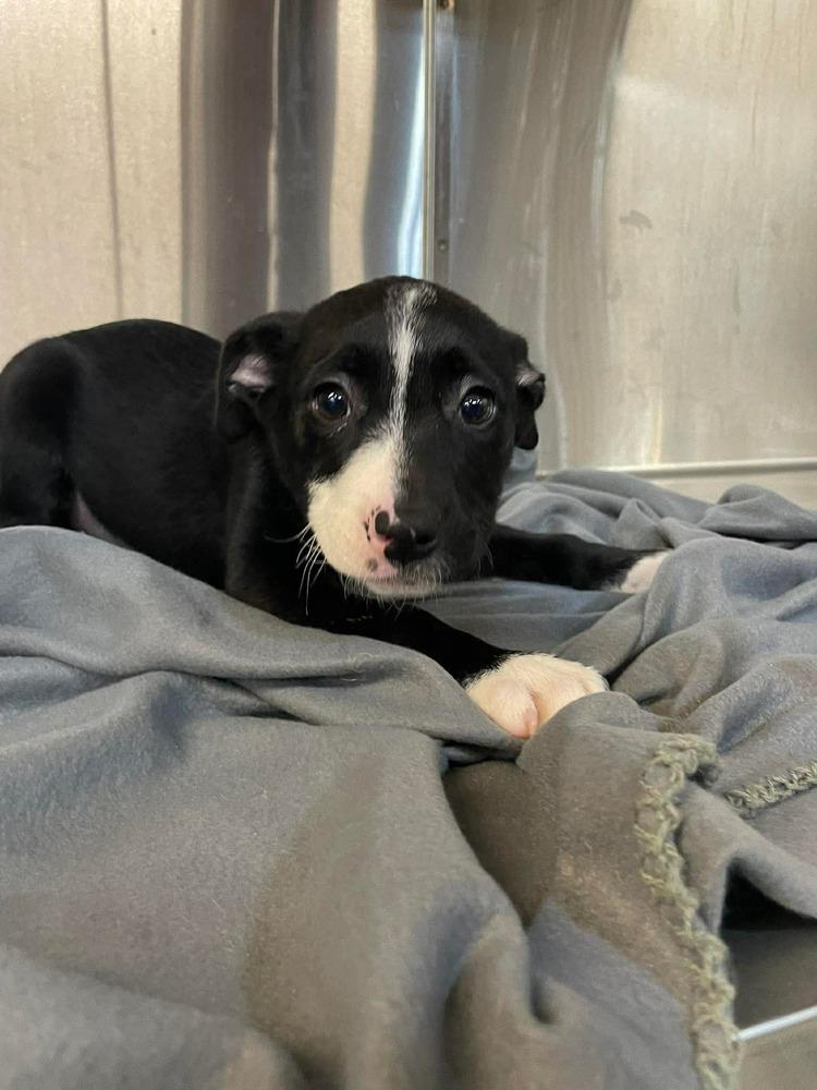 Enlarge E Peaches, a Adoptable mixed breed in Warrenton, MO image 1/4