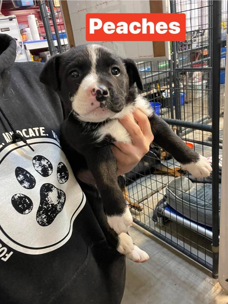 Enlarge E Peaches, a Adoptable Mixed Breed in Warrenton, MO image 1/1