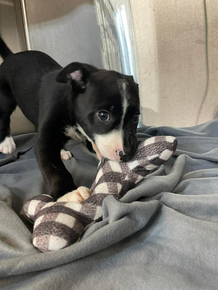 Enlarge E Peaches, a Adoptable mixed breed in Warrenton, MO image 3/4