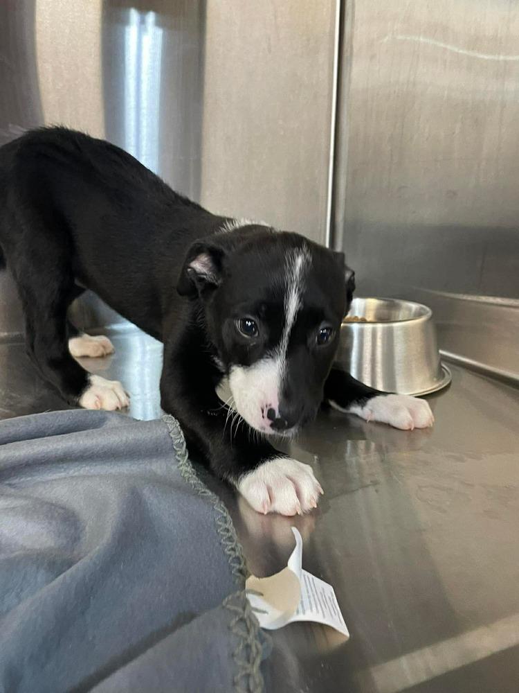 Enlarge E Peaches, a Adoptable mixed breed in Warrenton, MO image 4/4