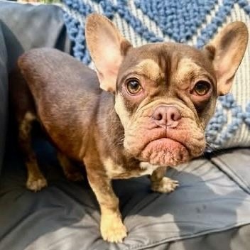 Enlarge Frankie, a Adoptable mixed breed in Citrus Heights, CA image 2/6