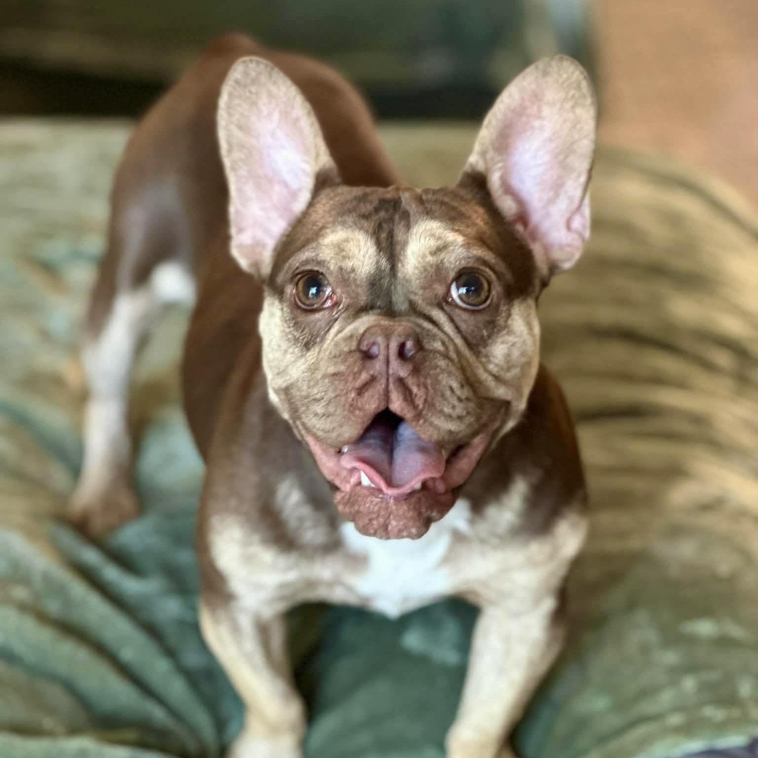 Enlarge Frankie, a Adoptable mixed breed in Citrus Heights, CA image 2/5
