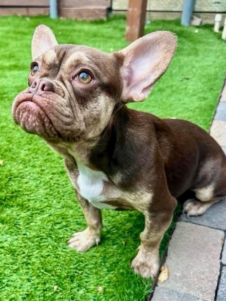 Enlarge Frankie, a Adoptable mixed breed in Citrus Heights, CA image 3/6