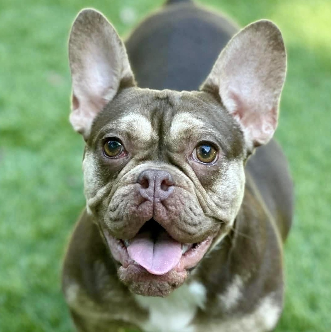 Frankie, Adoptable, Young Female French Bulldog.