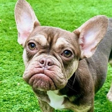 Frankie, Adoptable, Young Female French Bulldog.