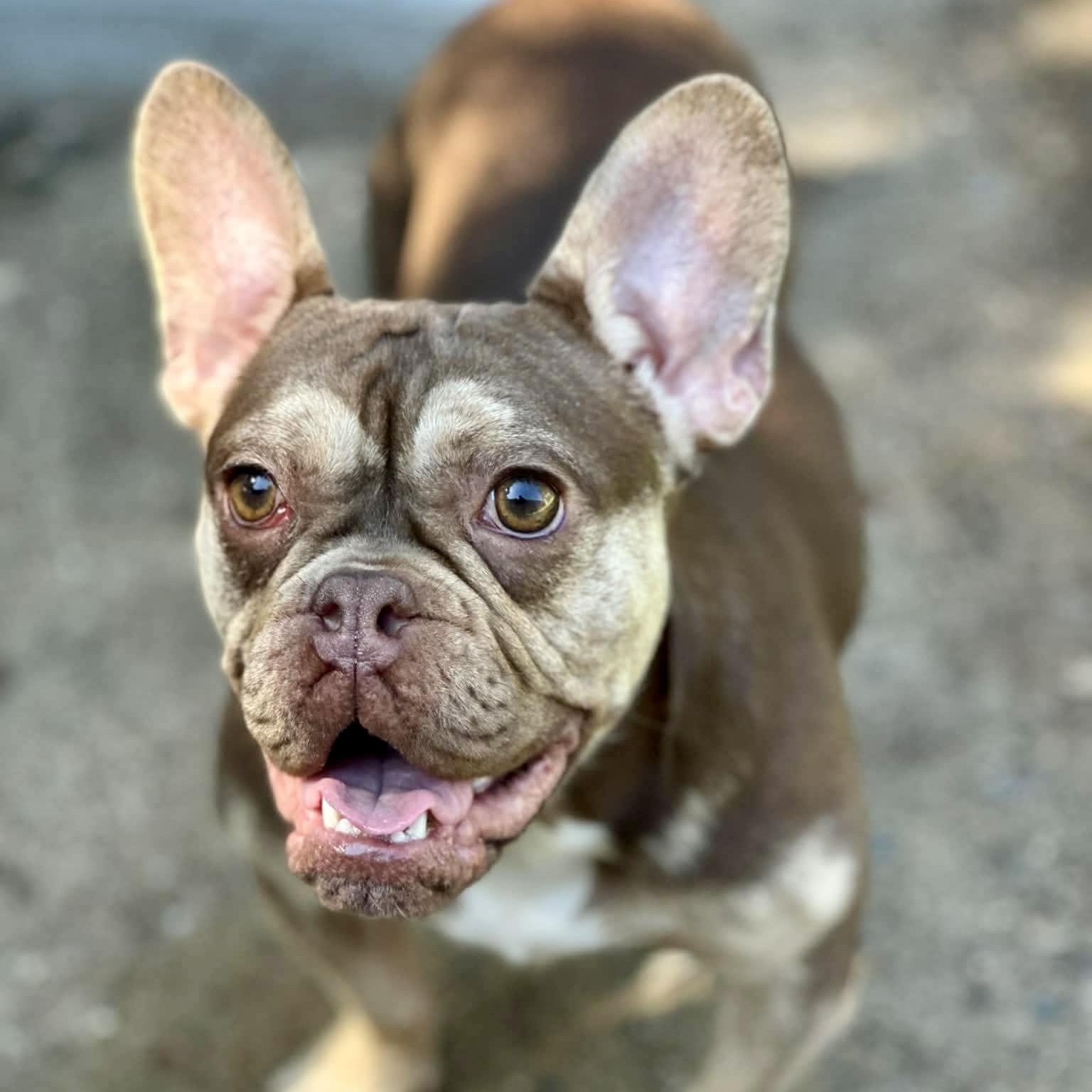 Enlarge Frankie, a Adoptable mixed breed in Citrus Heights, CA image 3/5
