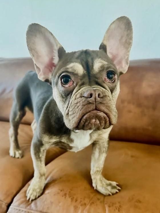 Enlarge Frankie, a Adoptable mixed breed in Citrus Heights, CA image 6/6