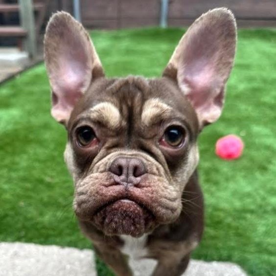 Frankie, Adoptable, Young Female French Bulldog.