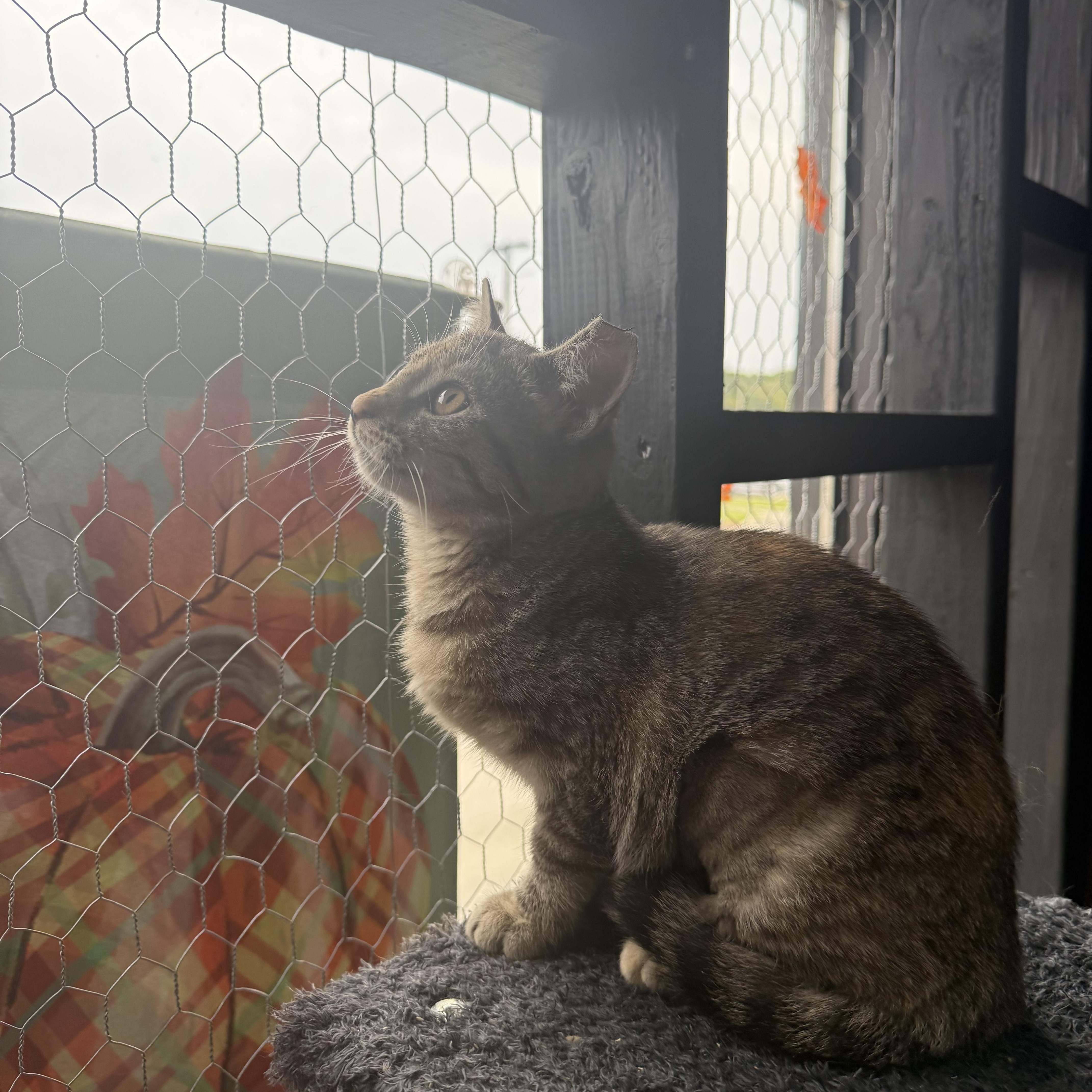 Tilly, a Adoptable Domestic Short Hair in Galloway, NJ image 3/5