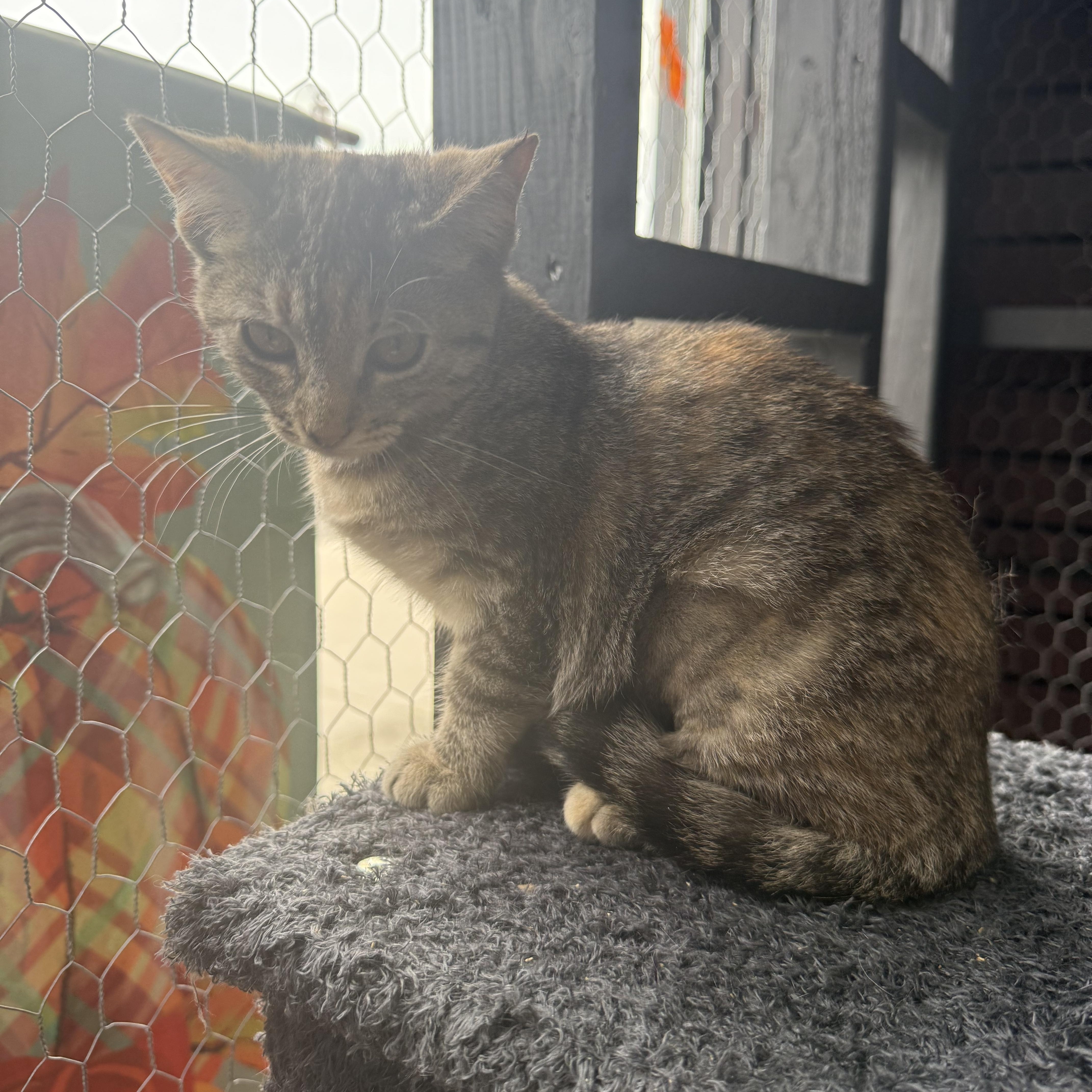 Tilly, a Adoptable Domestic Short Hair in Galloway, NJ image 5/5