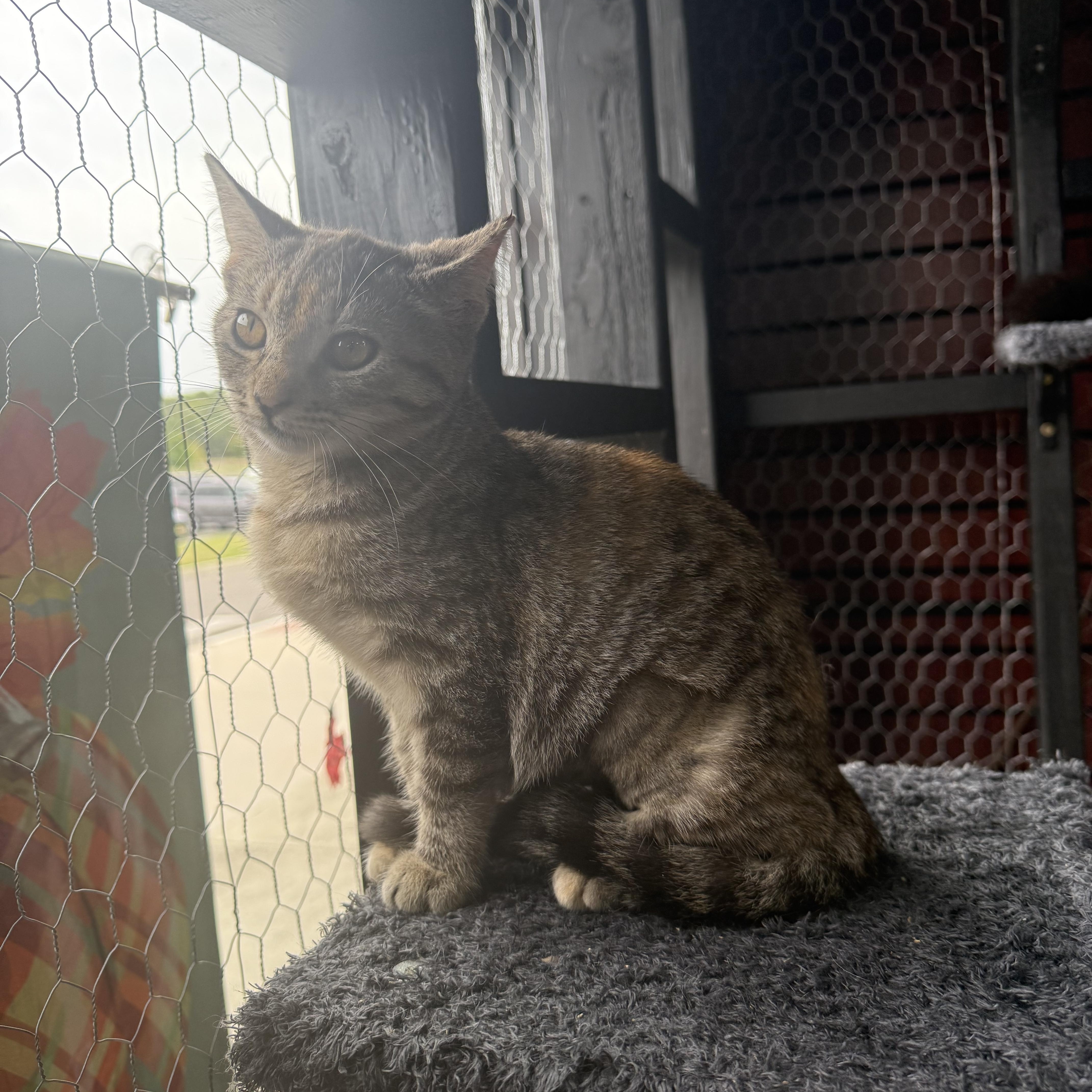 Tilly, a Adoptable Domestic Short Hair in Galloway, NJ image 2/5