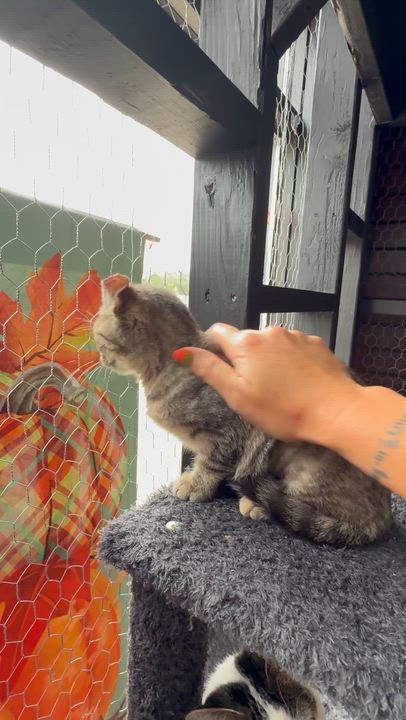 Enlarge Tilly, a Adoptable Domestic Short Hair in Galloway, NJ video 4/5