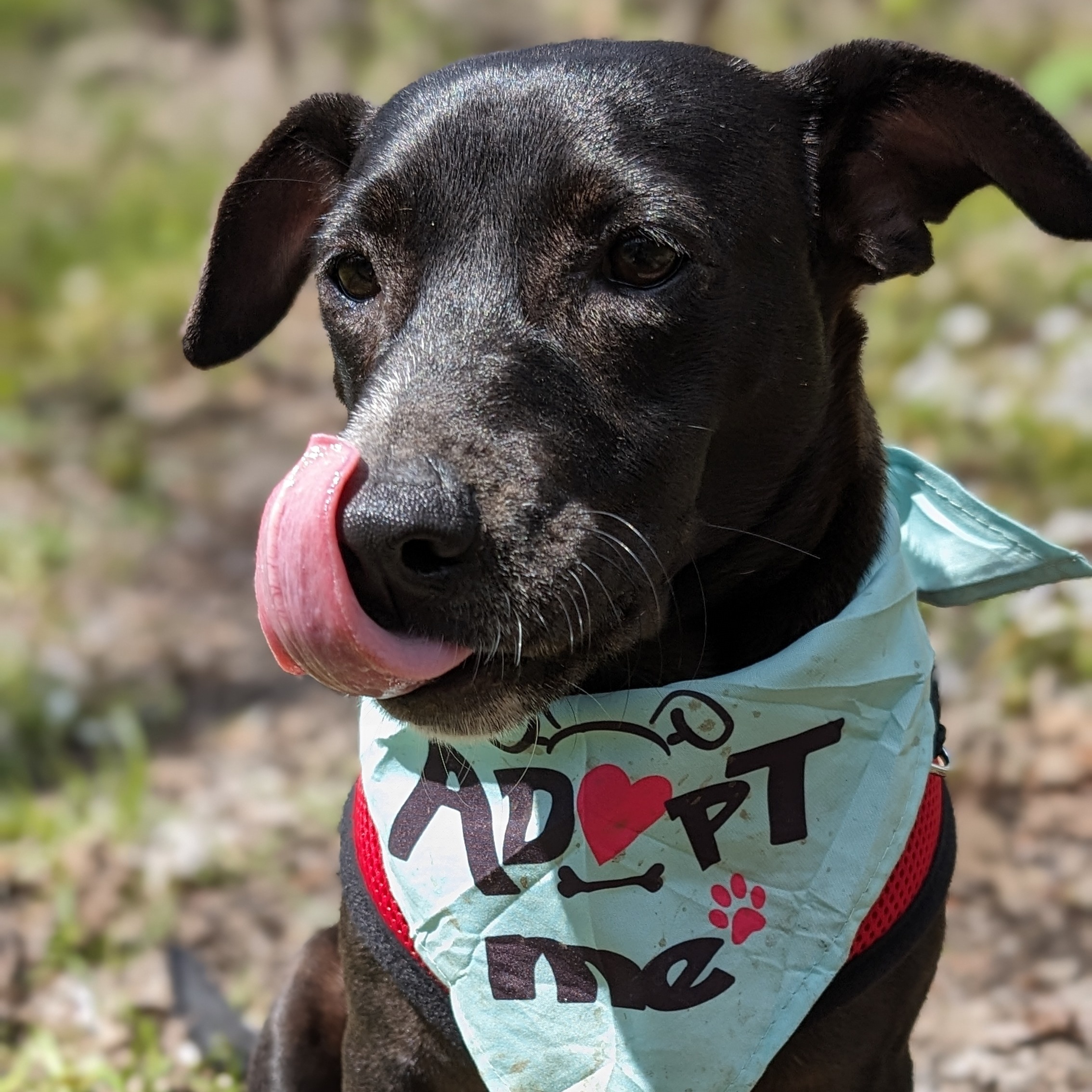 Dog for adoption Medusa, a & Black Labrador Retriever Mix in