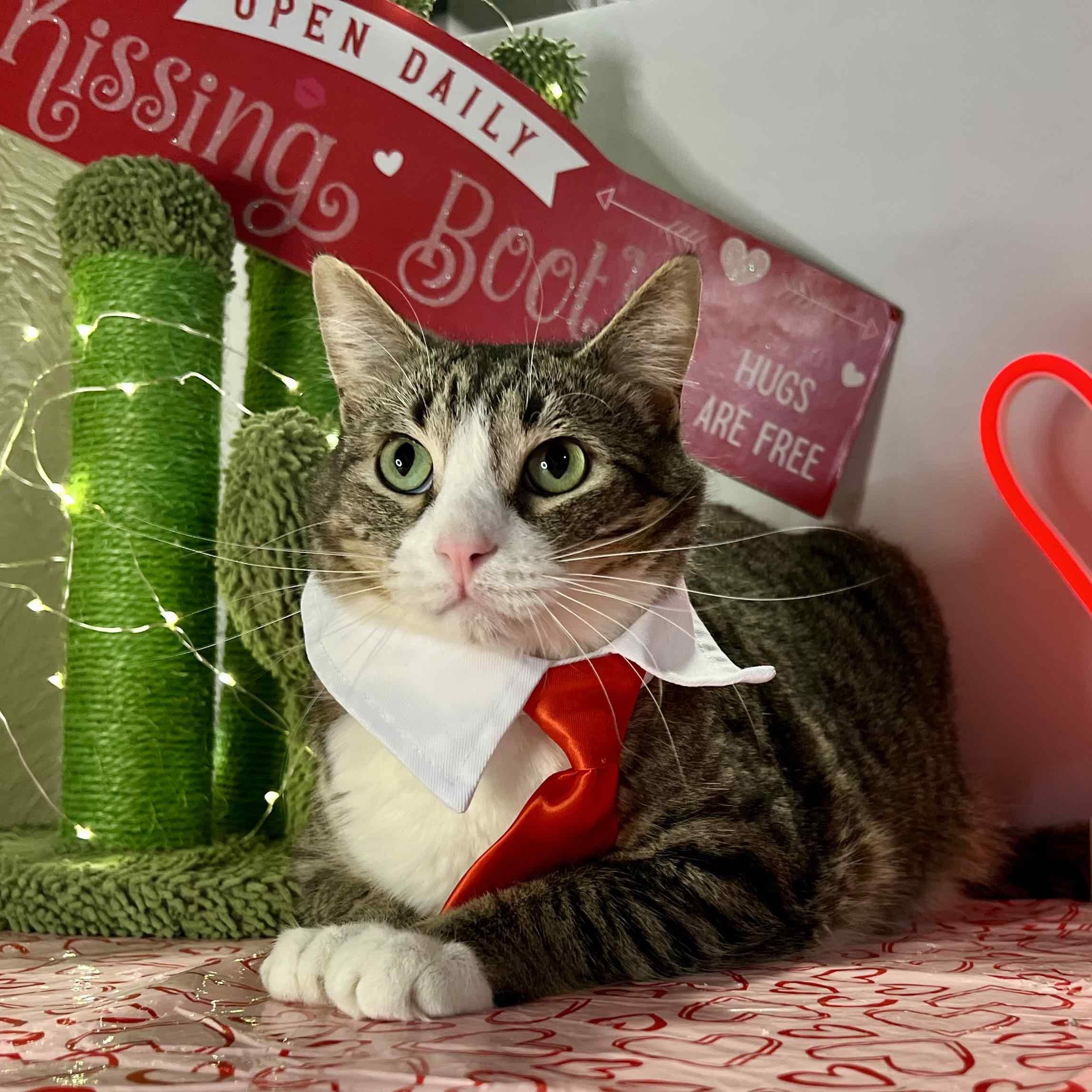 Enlarge Levi, a Adoptable Domestic Short Hair in Blackfoot, ID image 1/1