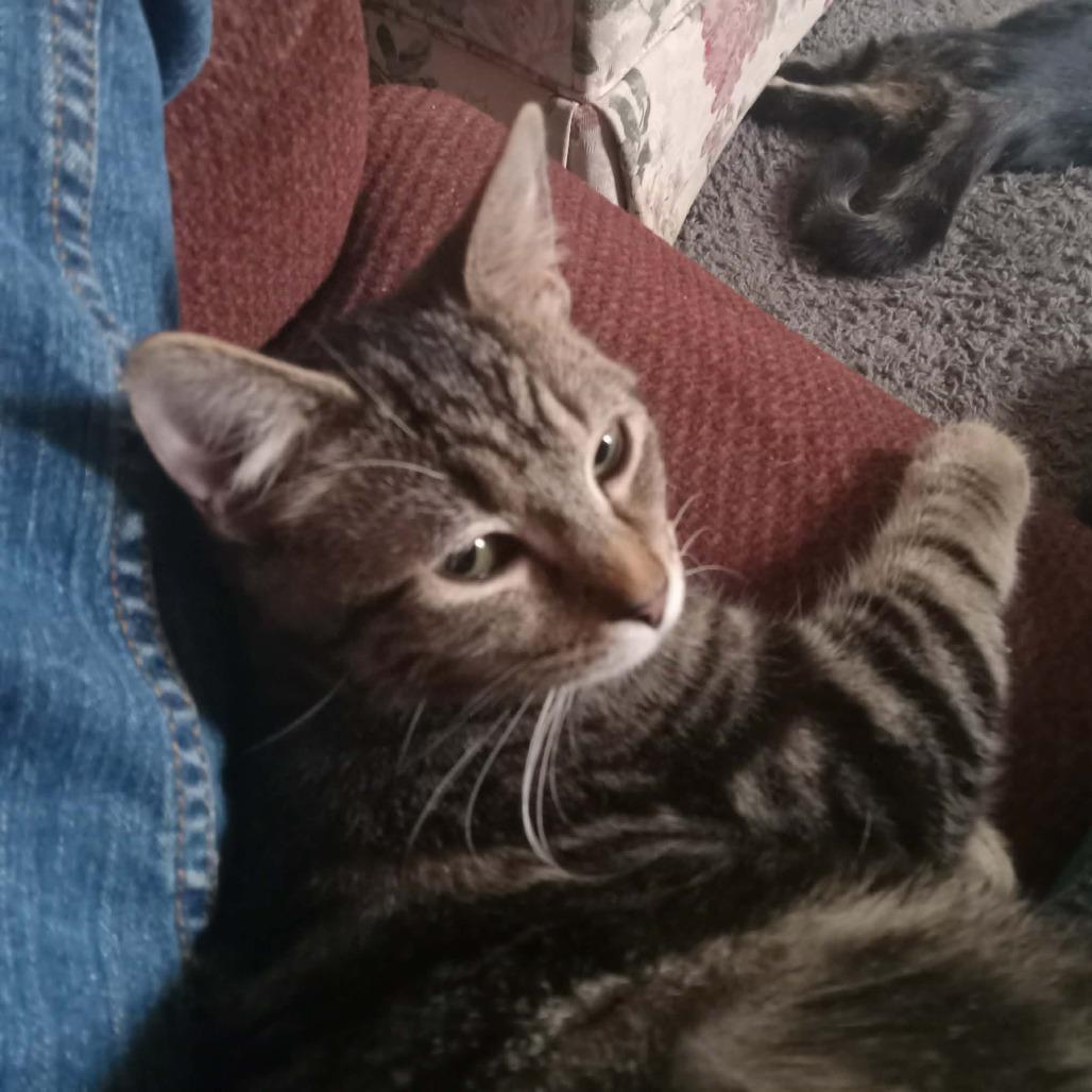 Oliver, Adoptable, Young Male Domestic Short Hair.