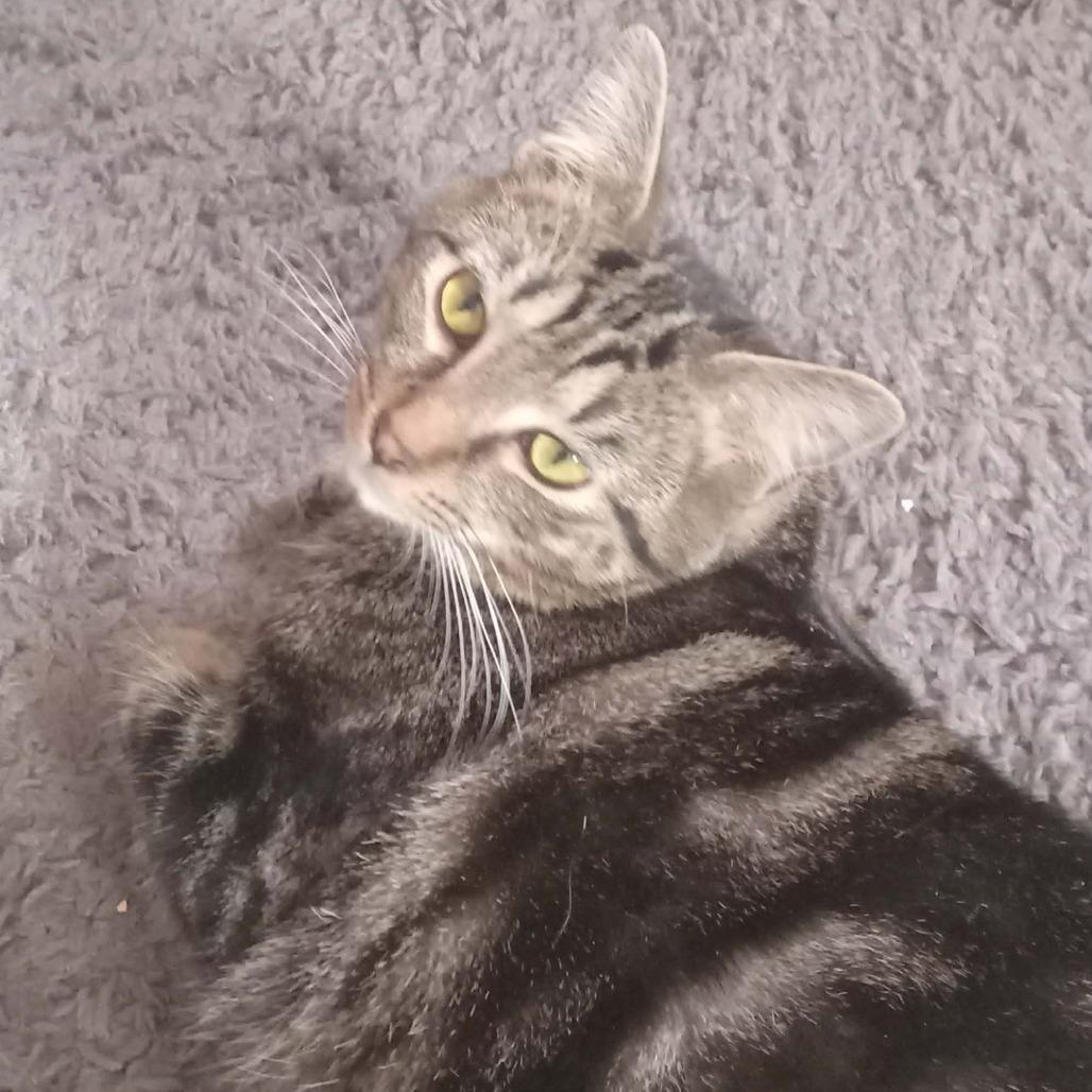 Enlarge Oliver, a Adoptable Domestic Short Hair in Springfield, OH image 2/4