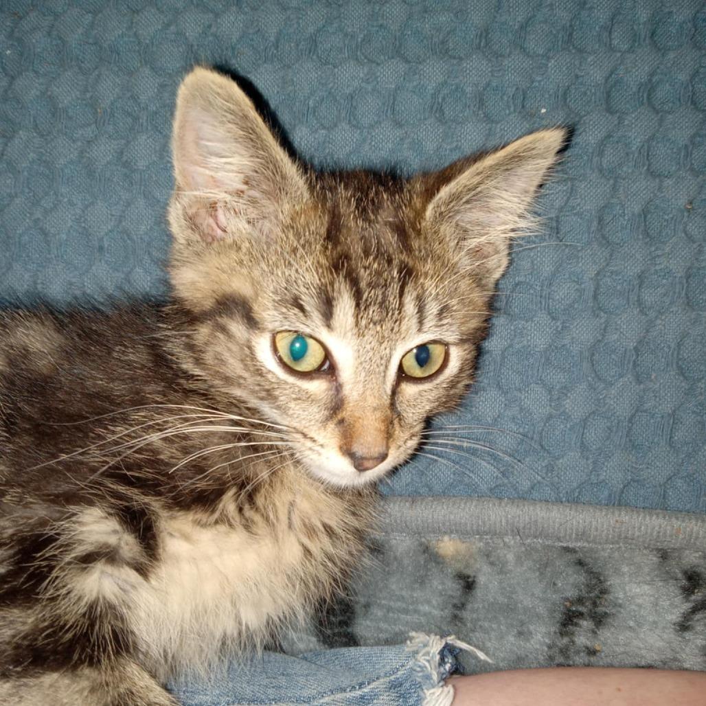 Oliver, Adoptable, Young Male Domestic Short Hair.