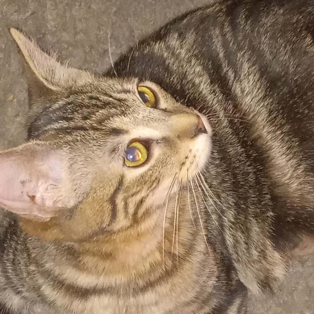 Enlarge Oliver, a Adoptable Domestic Short Hair in Springfield, OH image 4/4