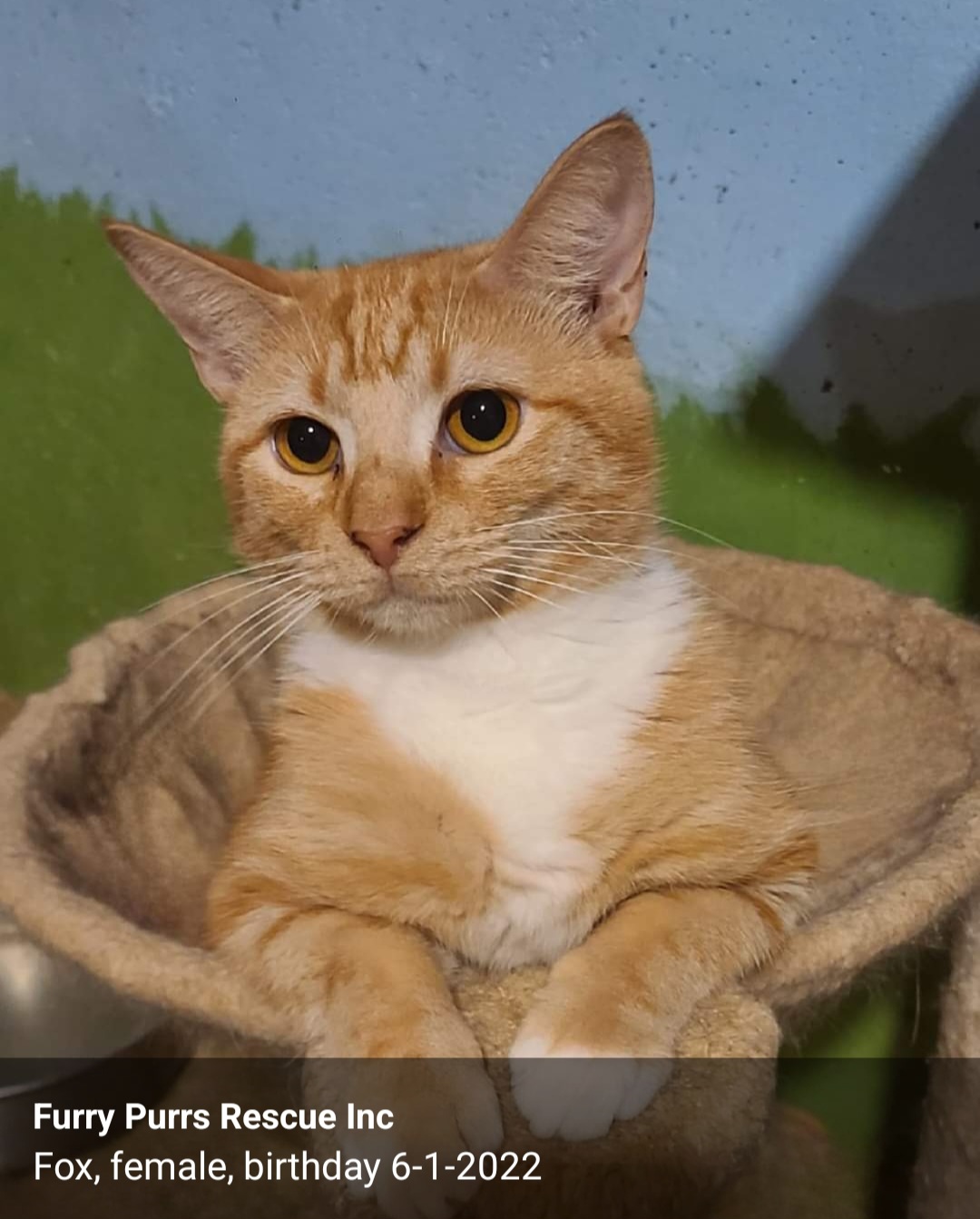 Enlarge Three Amigos, a Adoptable Domestic Short Hair in Ellijay, GA image 1/3