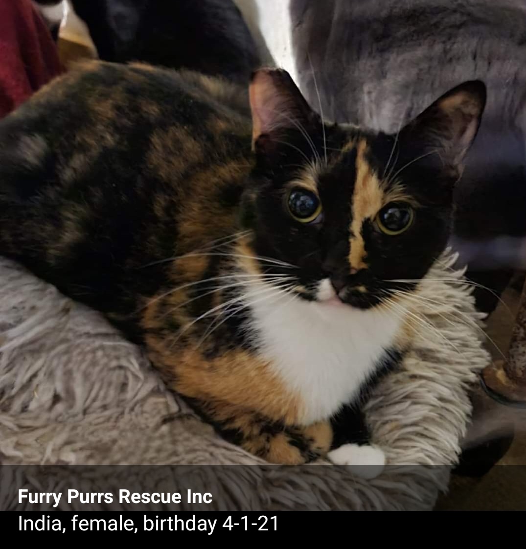 Three Amigos, Adoptable, Adult Female Domestic Short Hair.