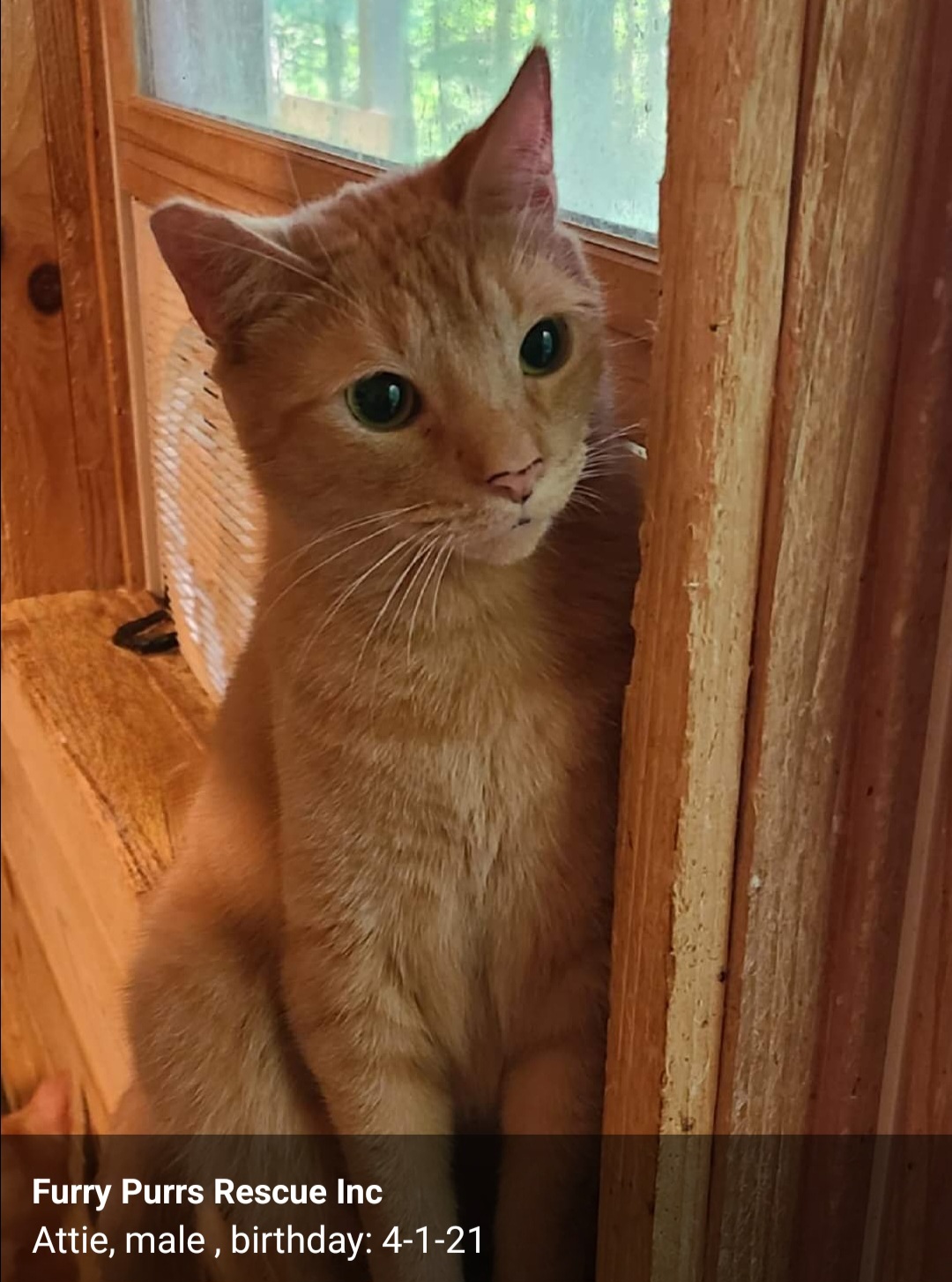 Enlarge Three Amigos, a Adoptable Domestic Short Hair in Ellijay, GA image 3/3