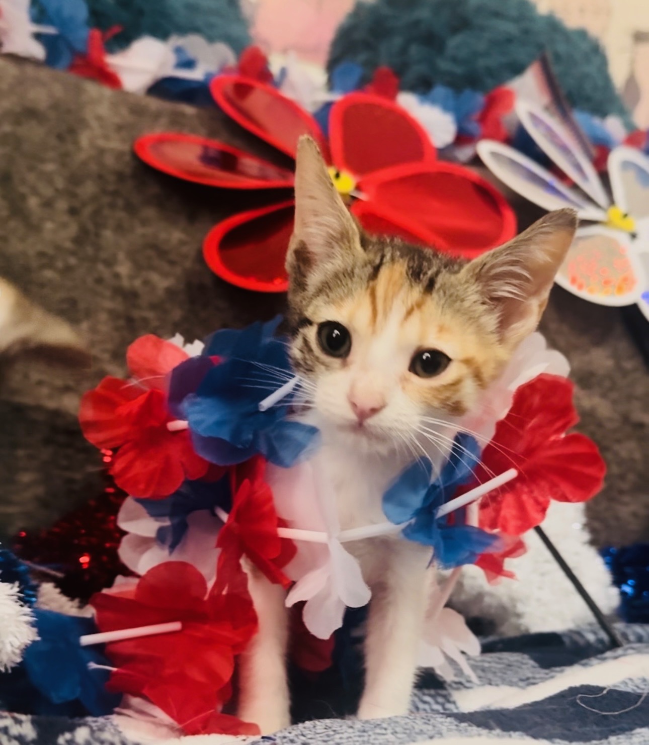 Georgina, Adoptable, Young Female American Shorthair & Domestic Short Hair.